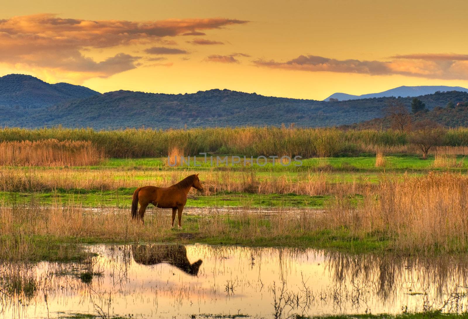 Horse in landscape by akarelias