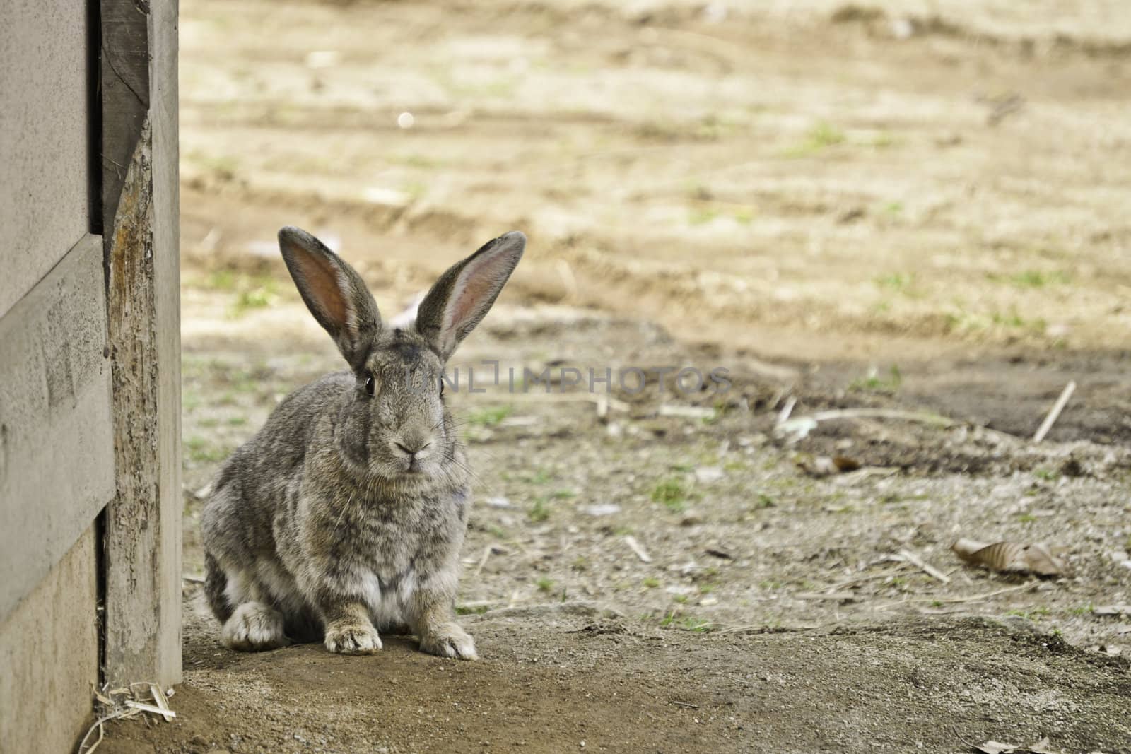 A lonely rabbit looking for food in an asian village