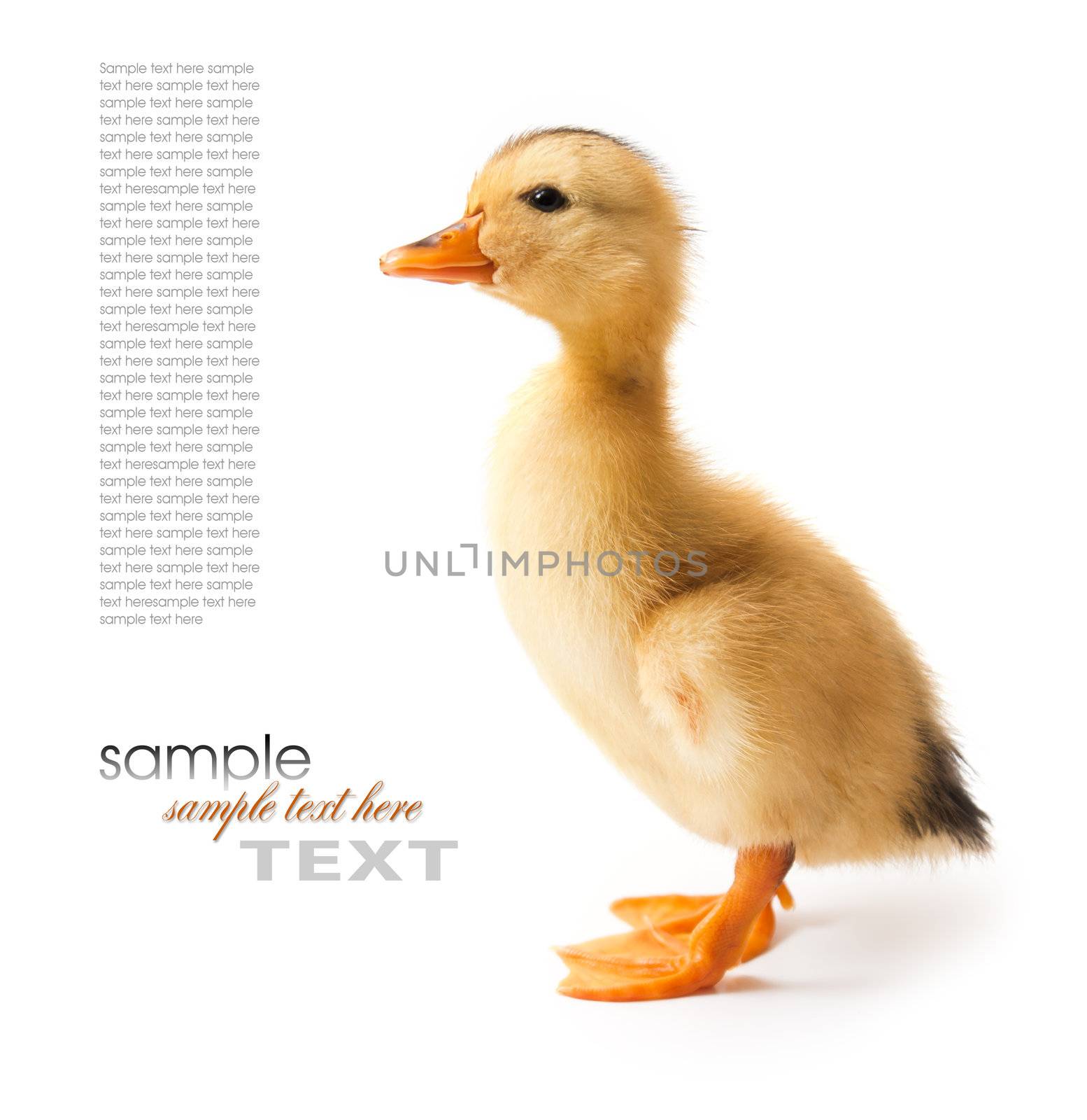 Duck is isolated on a white background