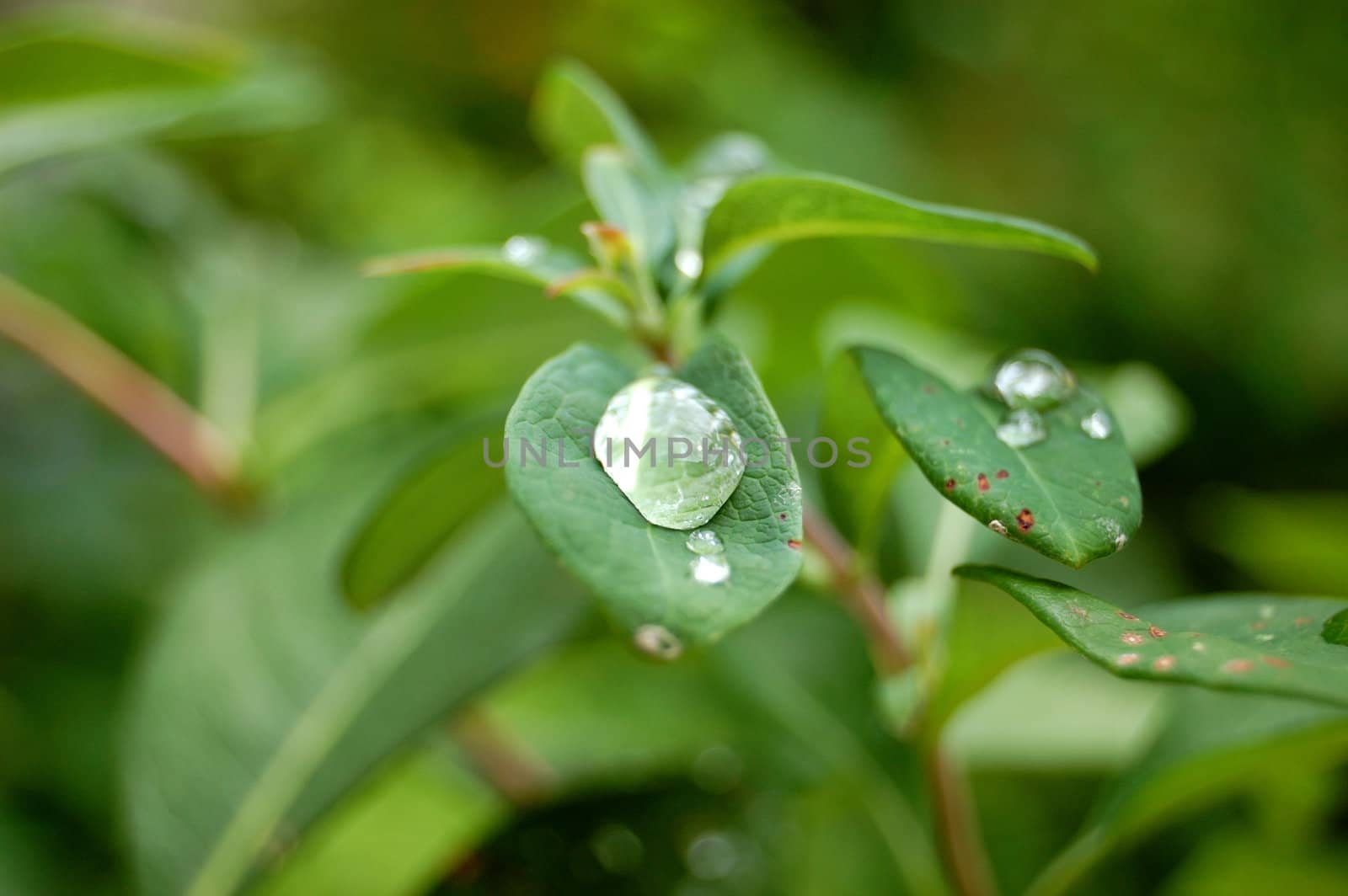 droplet an a green leave after rain