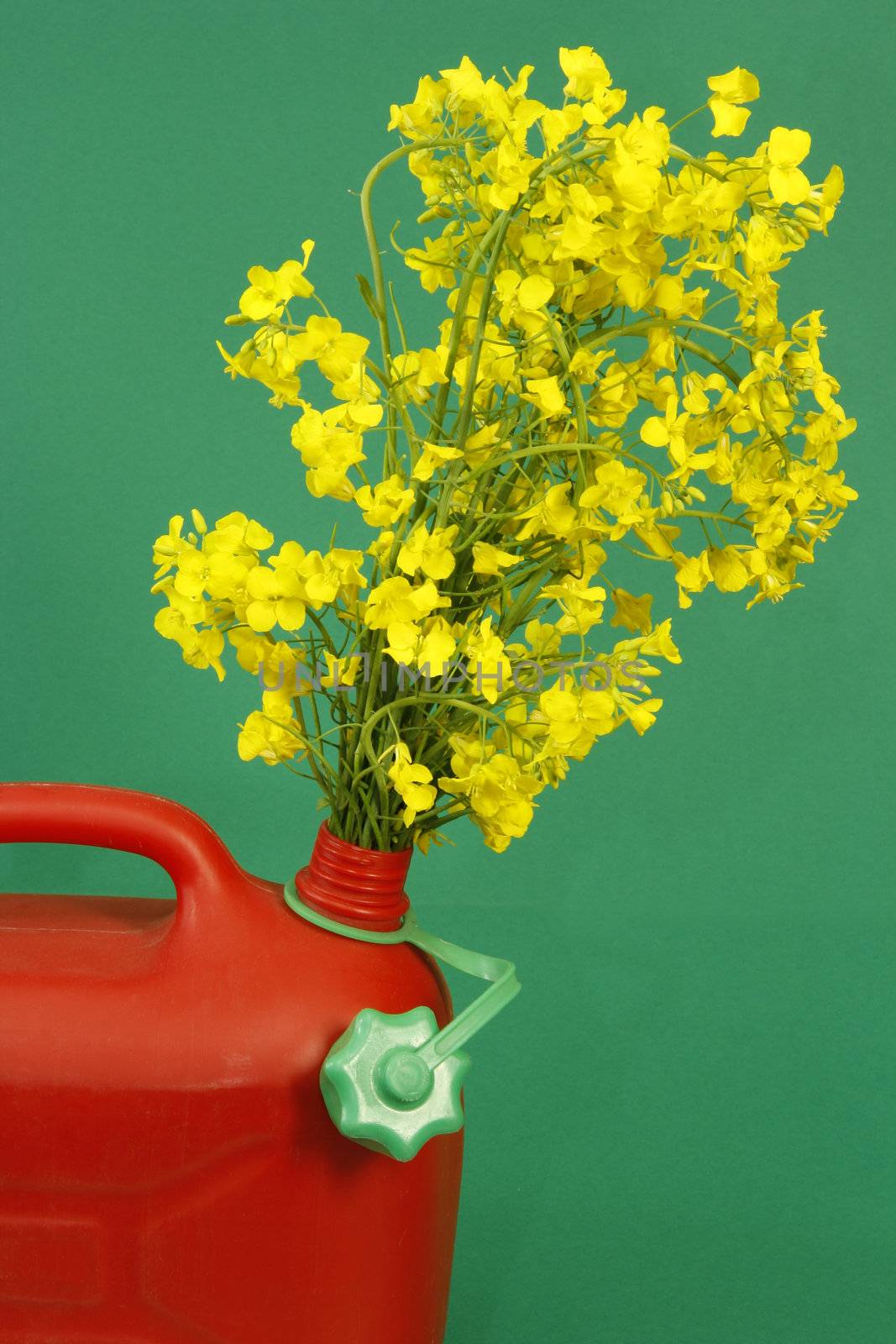 Red jerrycan with yellow blooming rape over green background