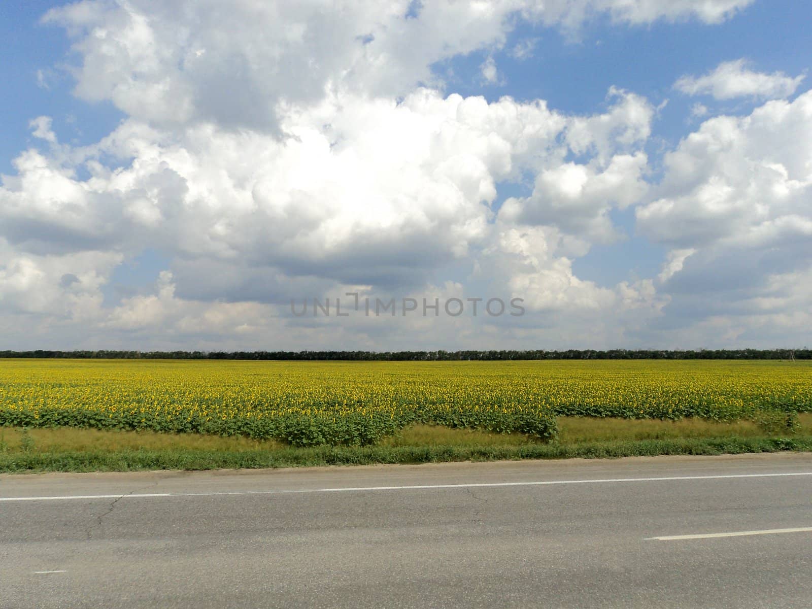 Summer landscape with field of sunflowers