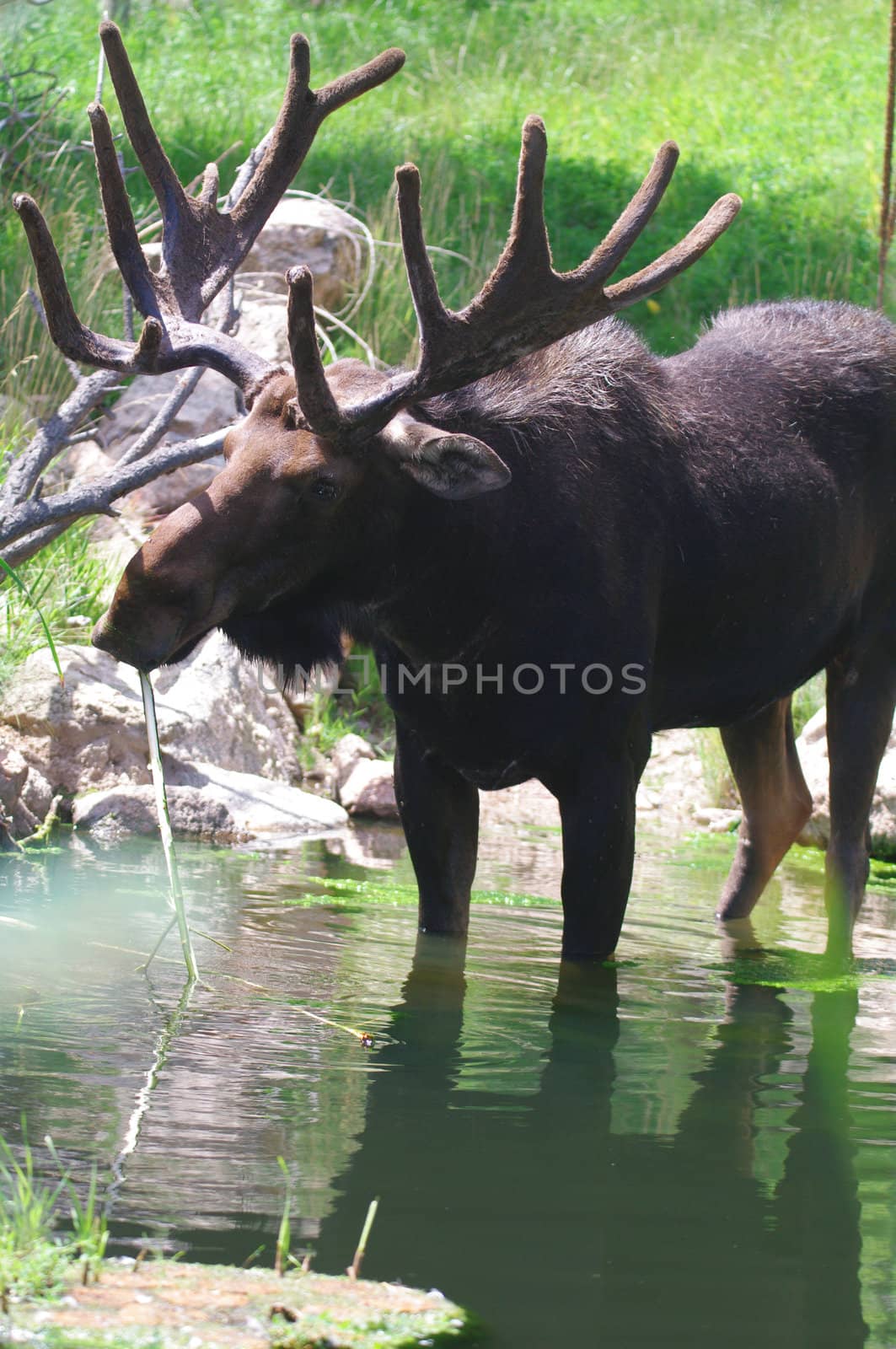 A bull moose standing in a pond eating grass in Colorado