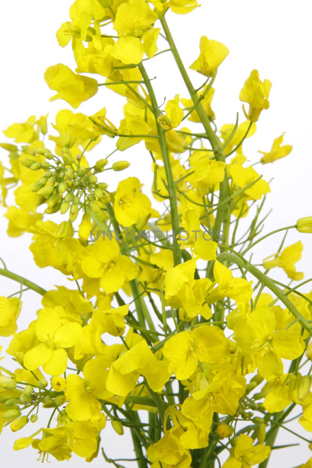 Close-up of yellow blooming rape over white background