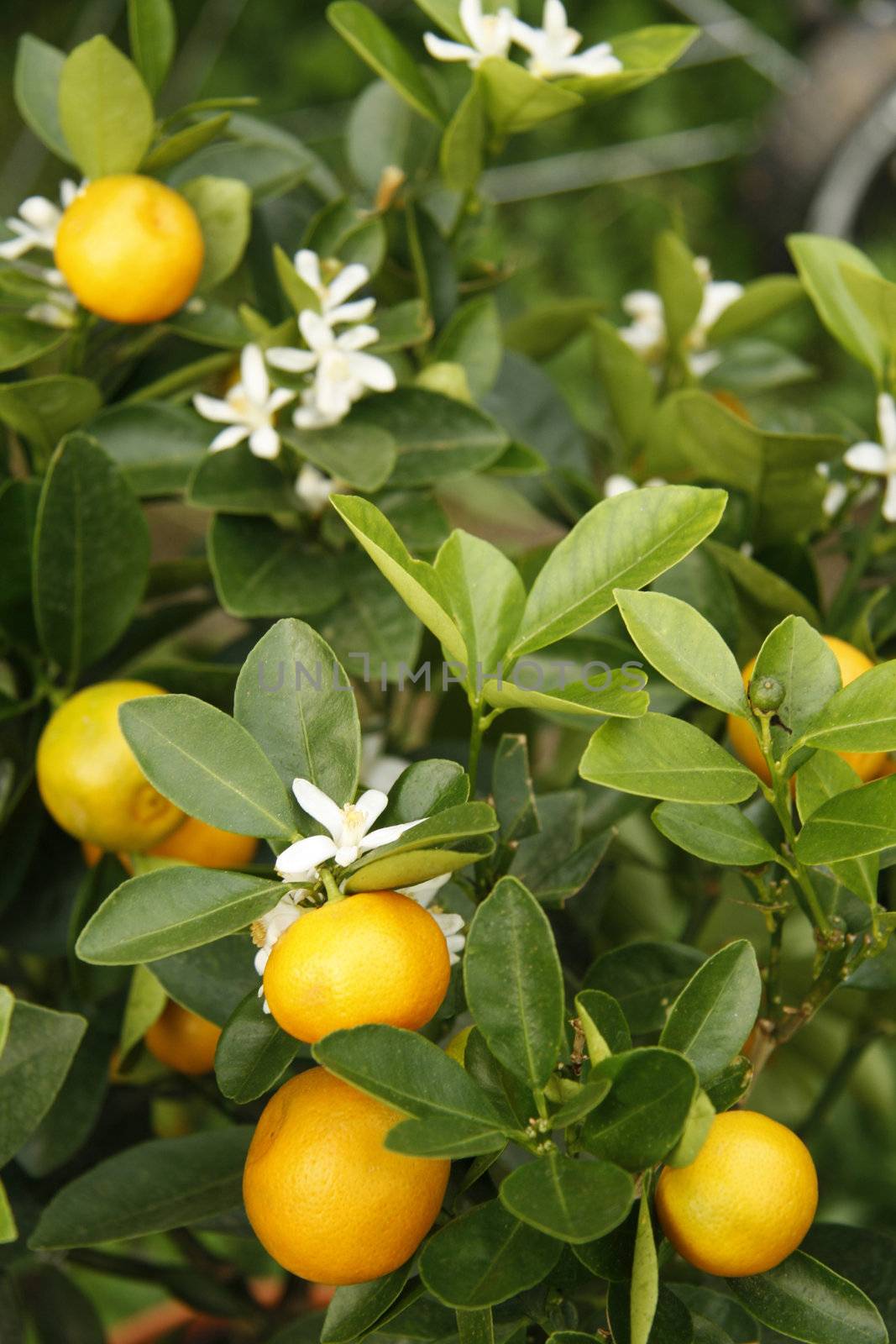 Blooming and fructiferous tangerine tree - outdoor shot