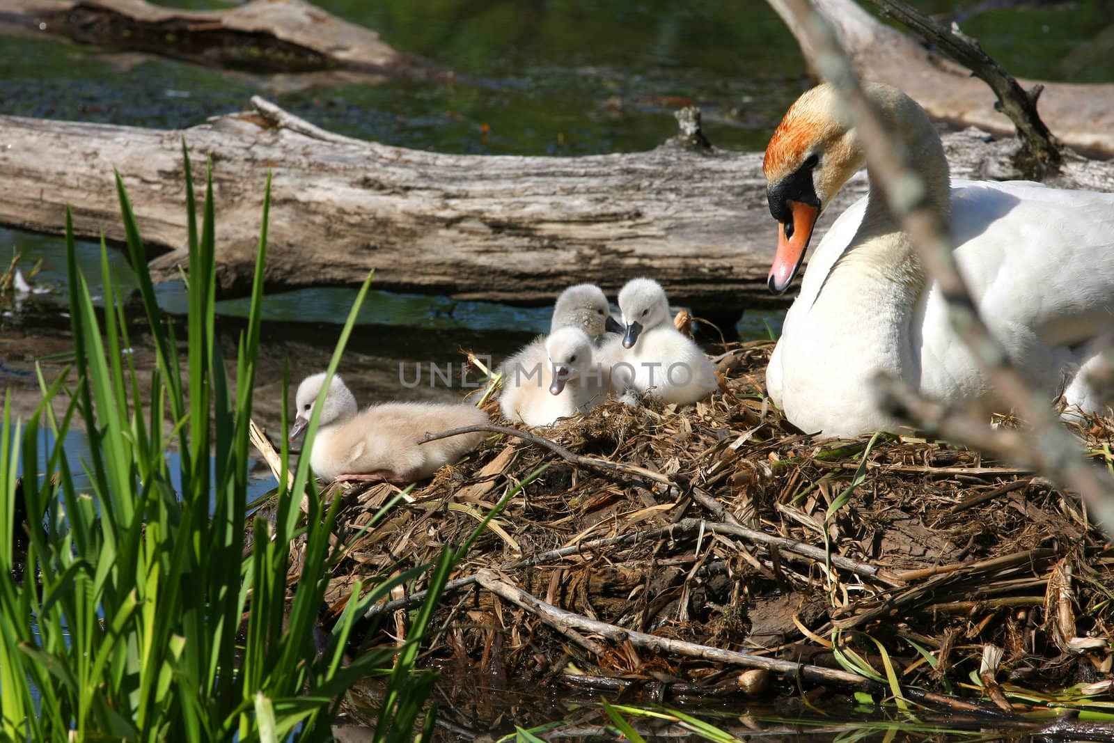 Mute Swan And Cygnets On Nest In Pond