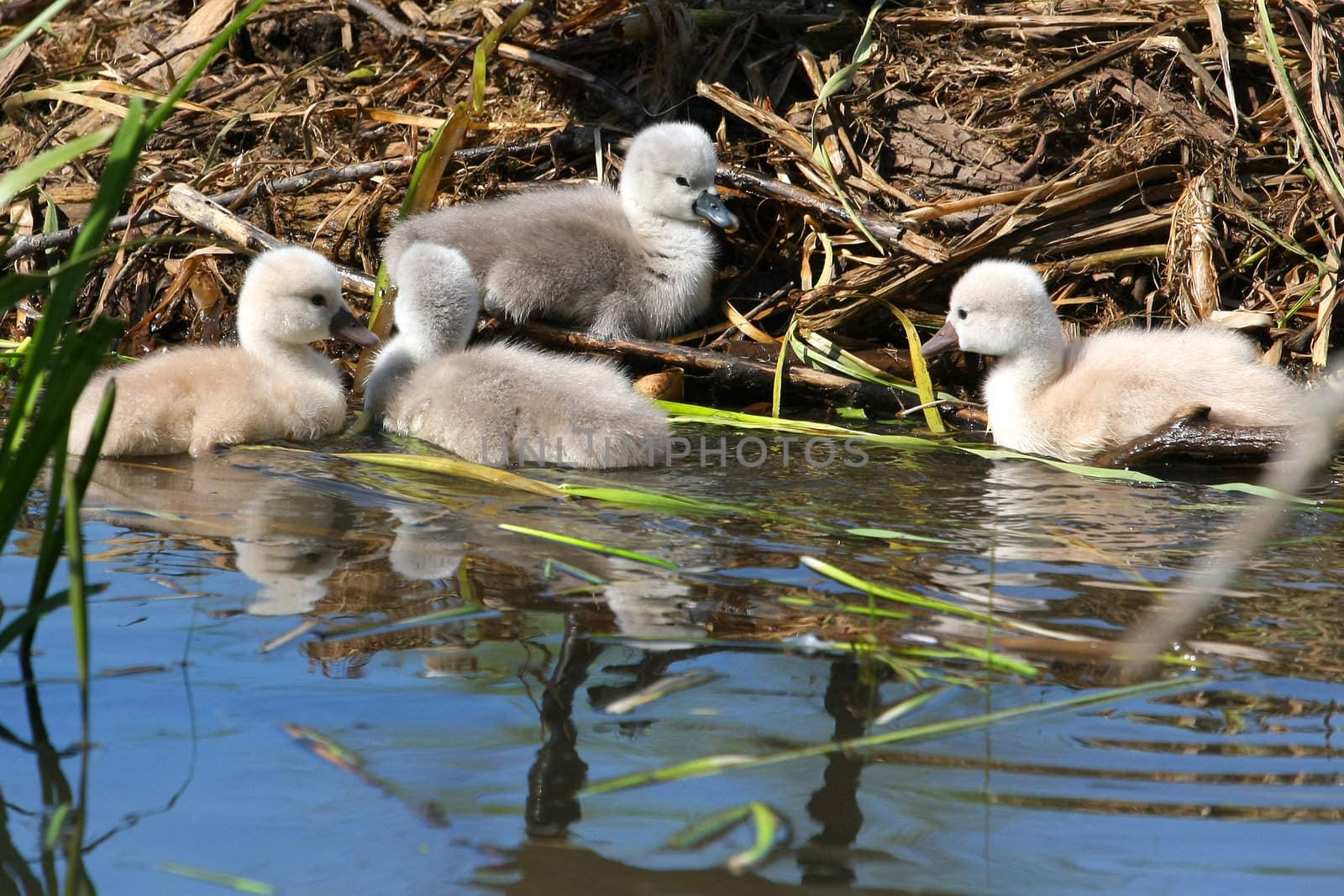 Mute Swan And Cygnets in sun