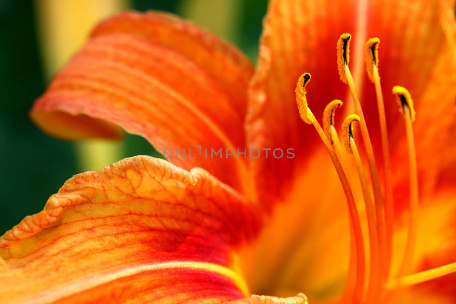 Orange Day Lily Hemerocallis fulva closeup