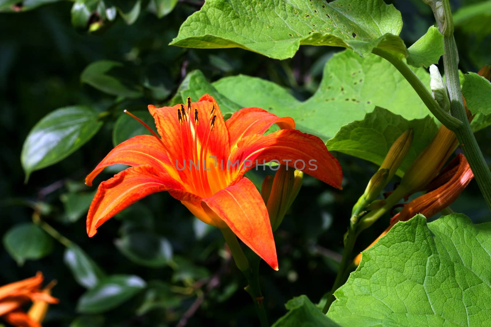 Orange Day Lily Hemerocallis fulva closeup
