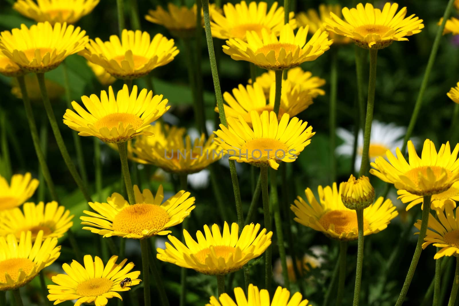 Yellow Ox-eye Daisy in morning sun