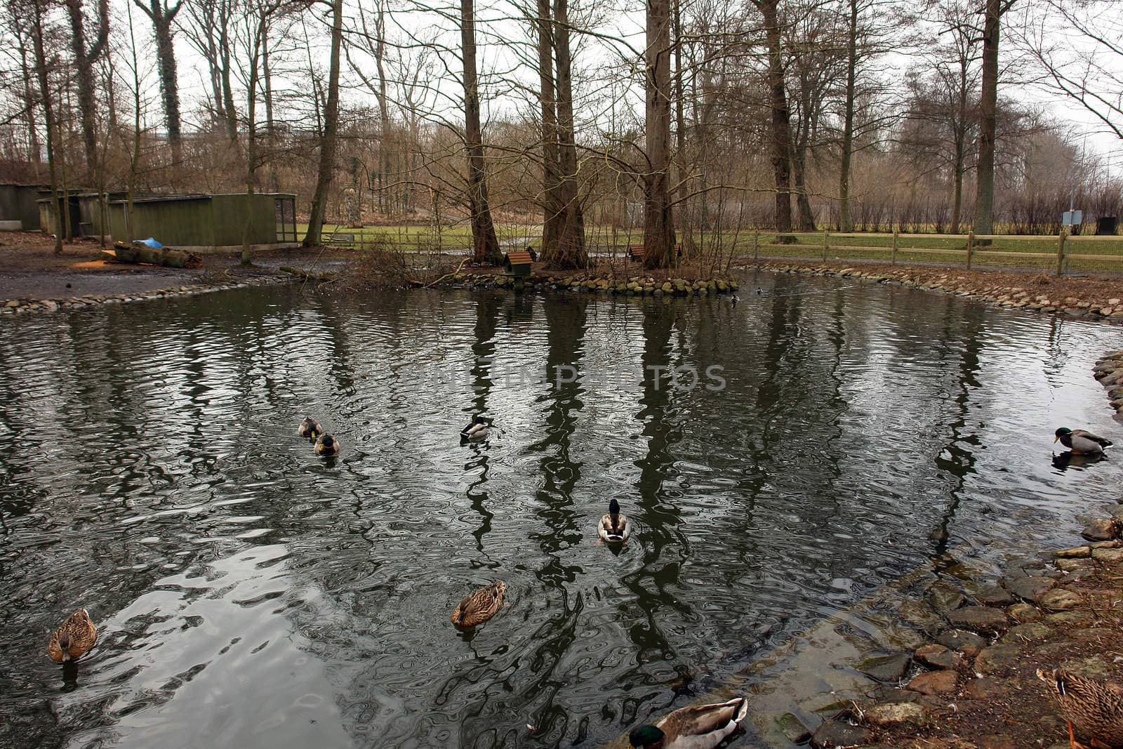 Mallard duck on the lake pond in park