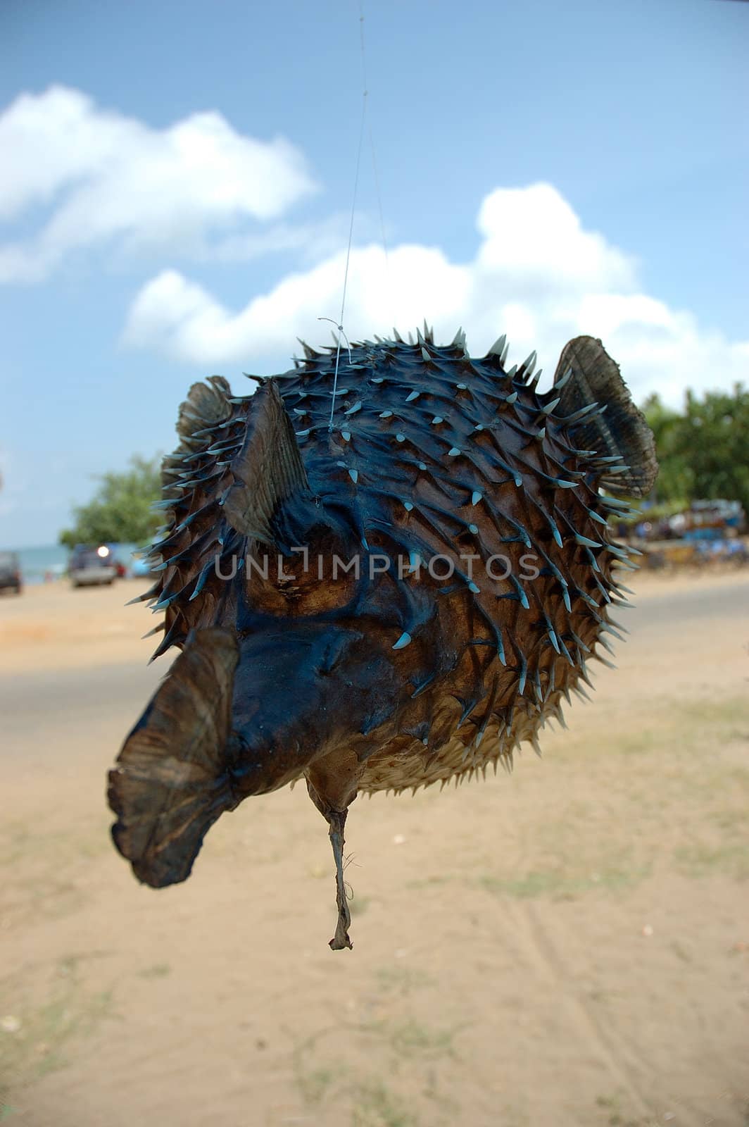 dried fish for sale in an outdoor market