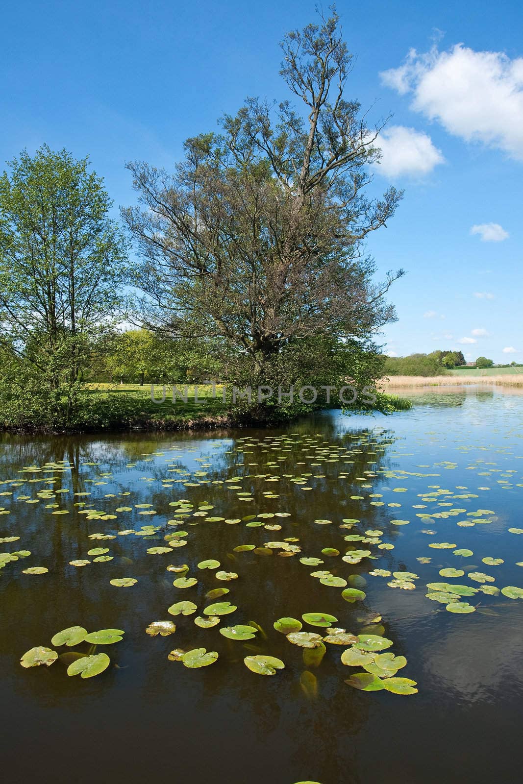 Silent beautiful lake with trees by Ronyzmbow