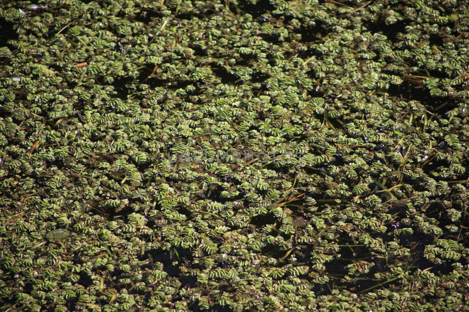 Green leaves background on the water