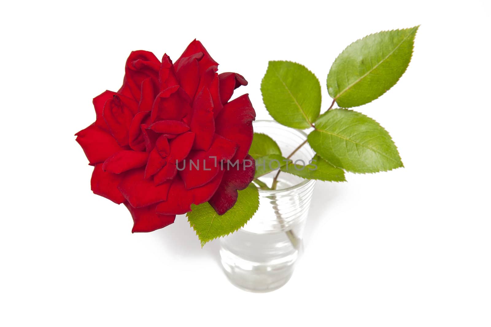 Rose with green leaves