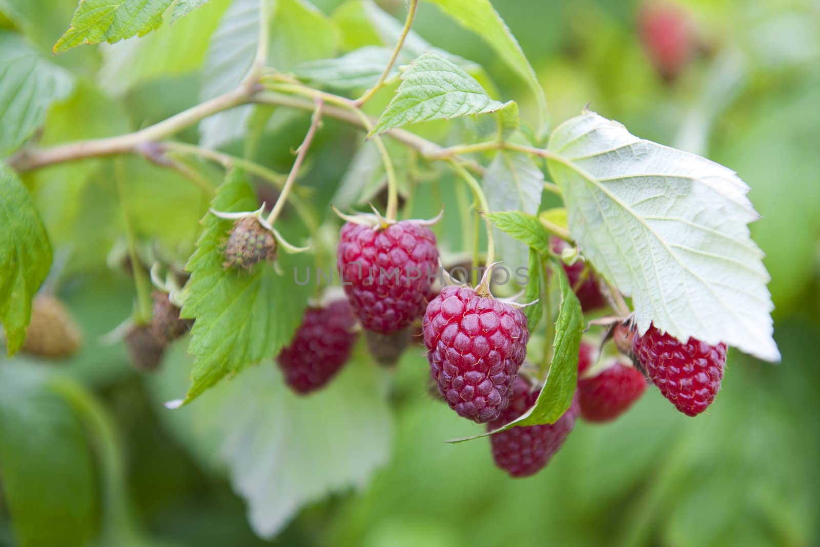 Sweet cultivating raspberries