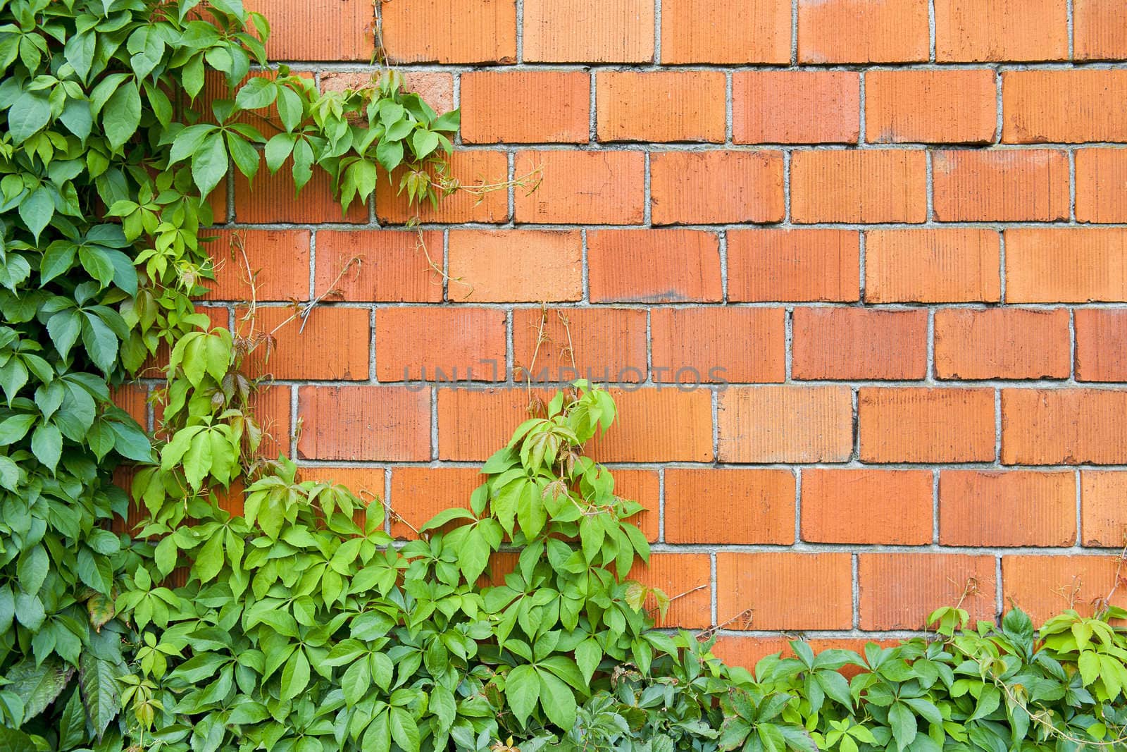 Brick wall and ivy by Yaurinko