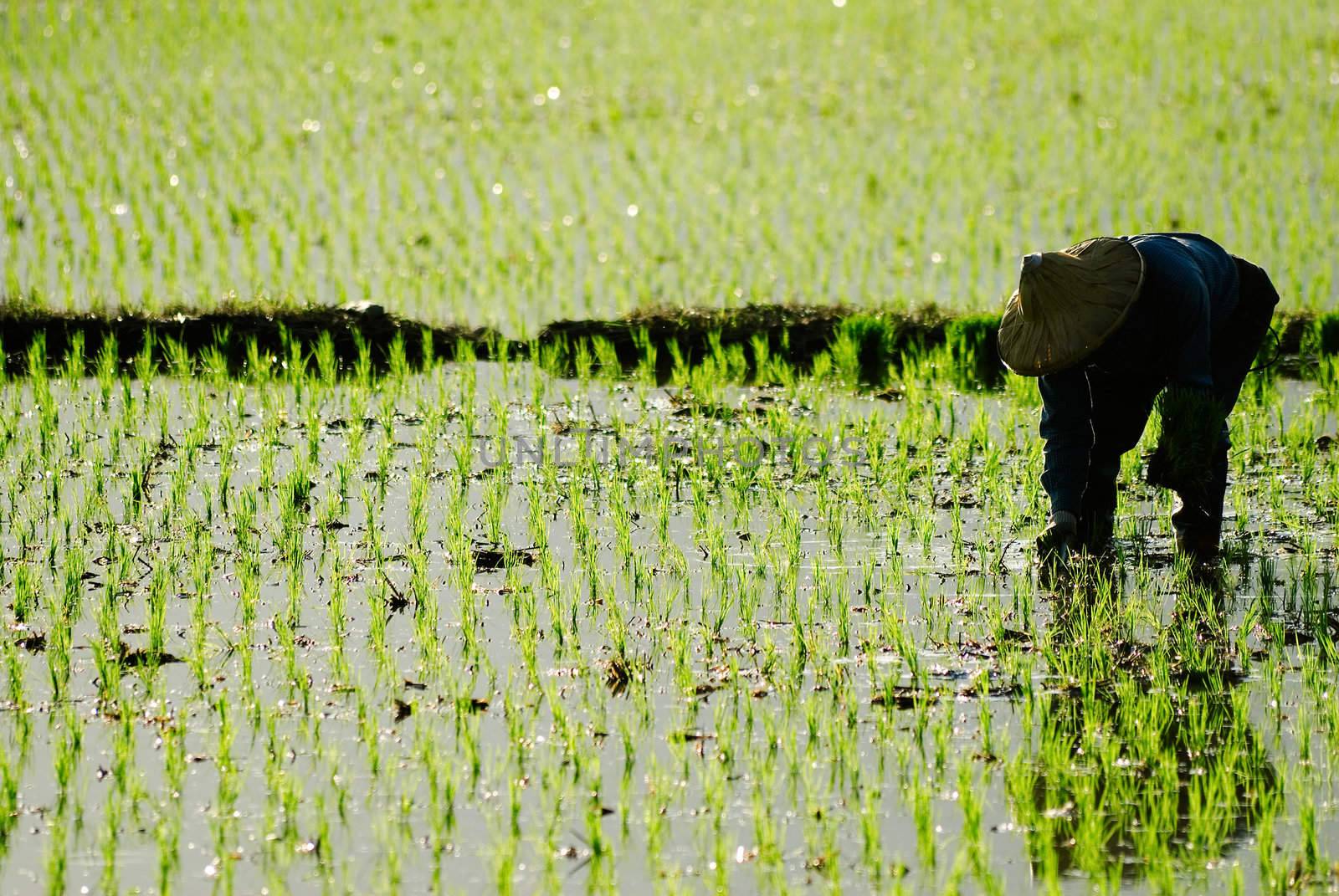 There is a farmer working in the farm.