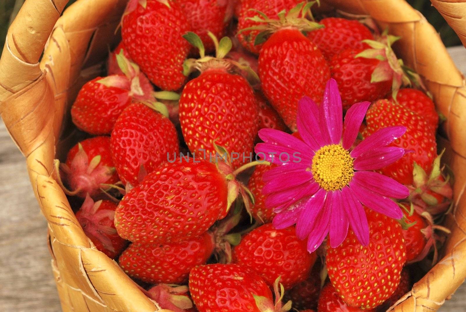 birch bark basket with strawberries and daisywheel