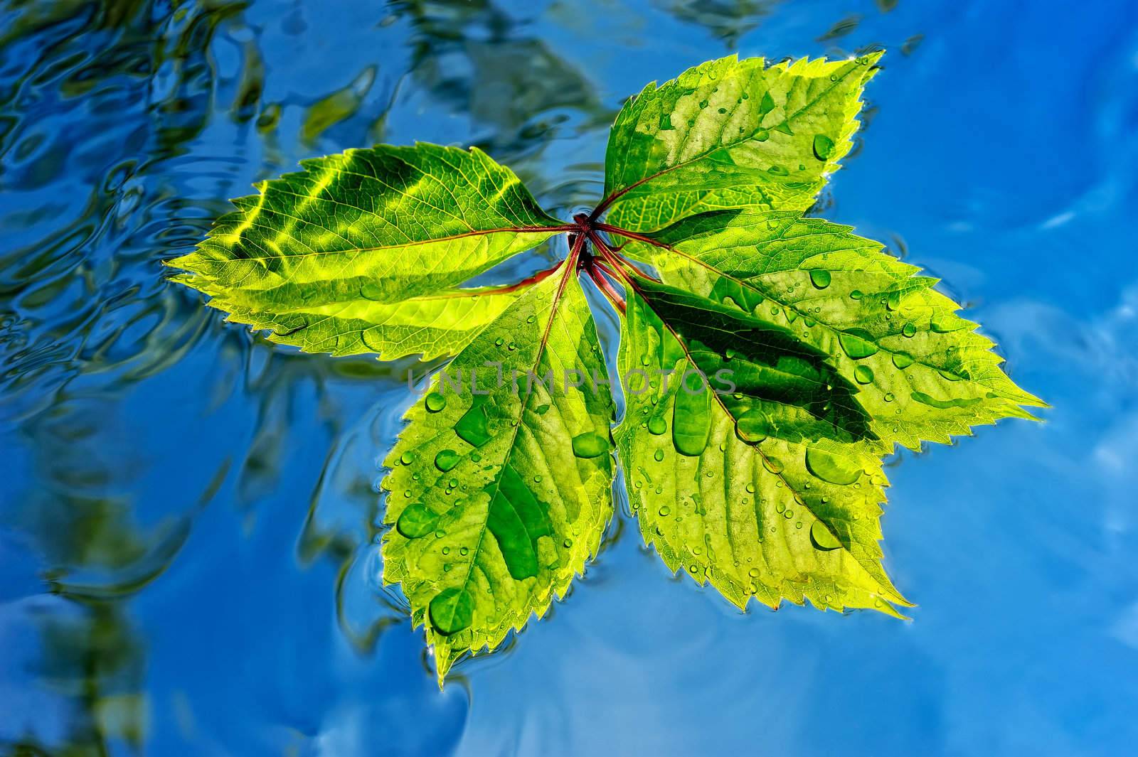 Green leaf float in stream water pure