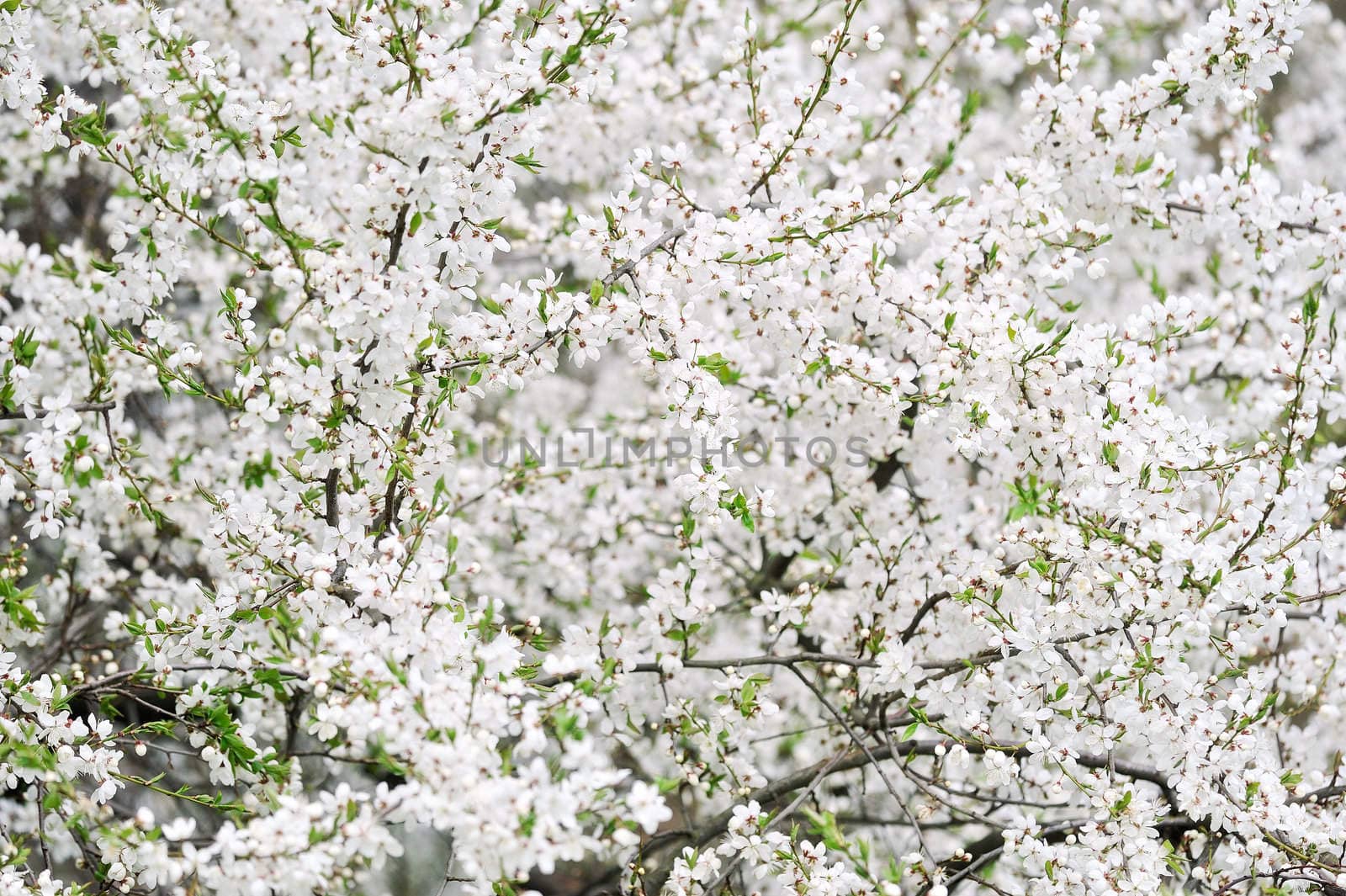 Wild blooming white cherry-tree in early spring