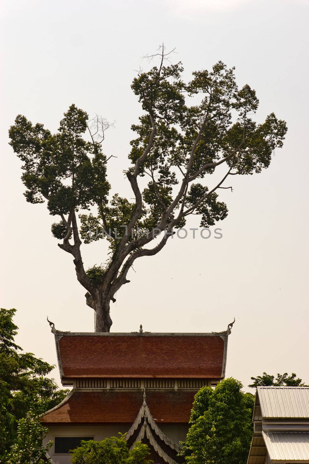 Tree above a Thai temple roof
