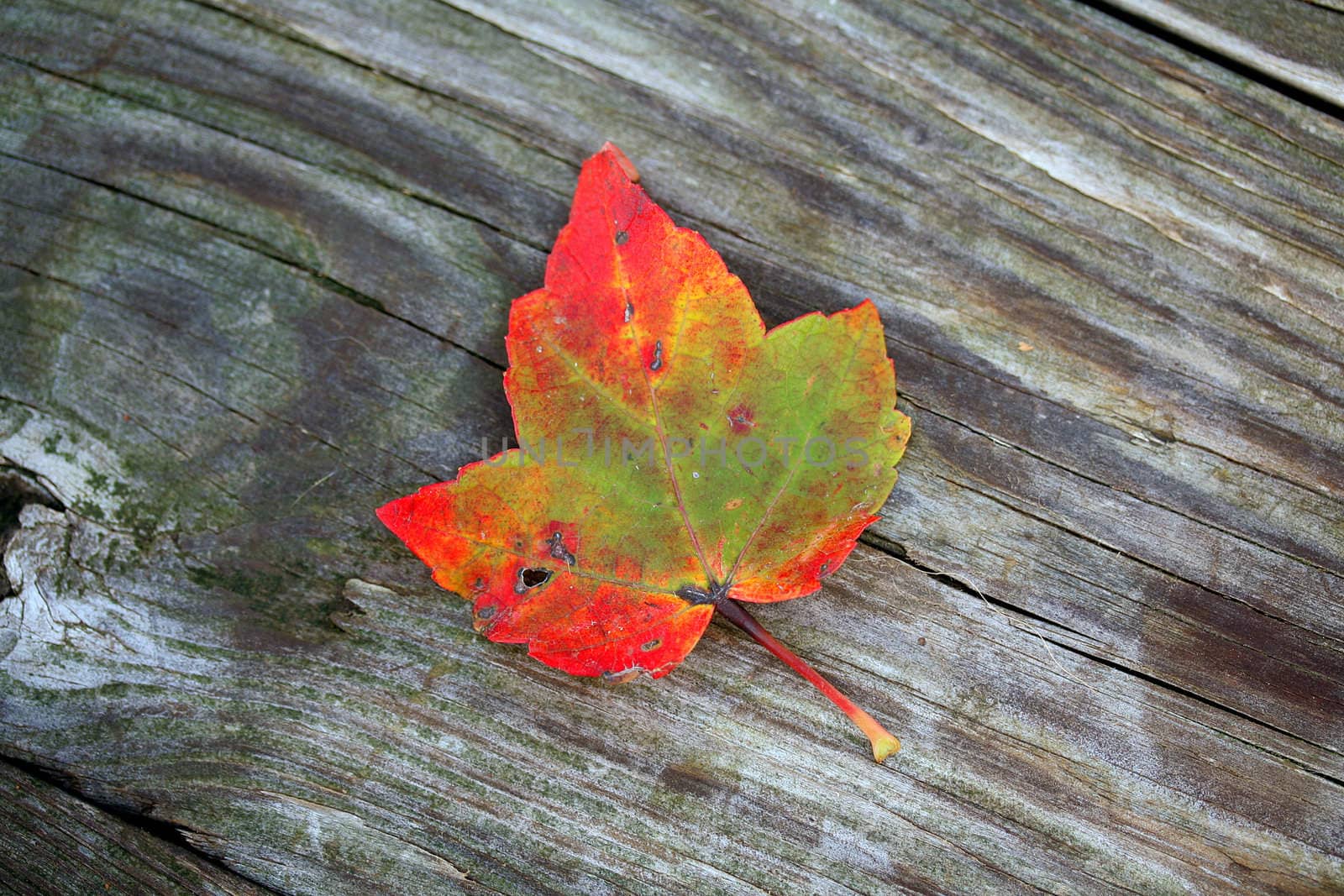 colorful fall leaf on a wood textured background