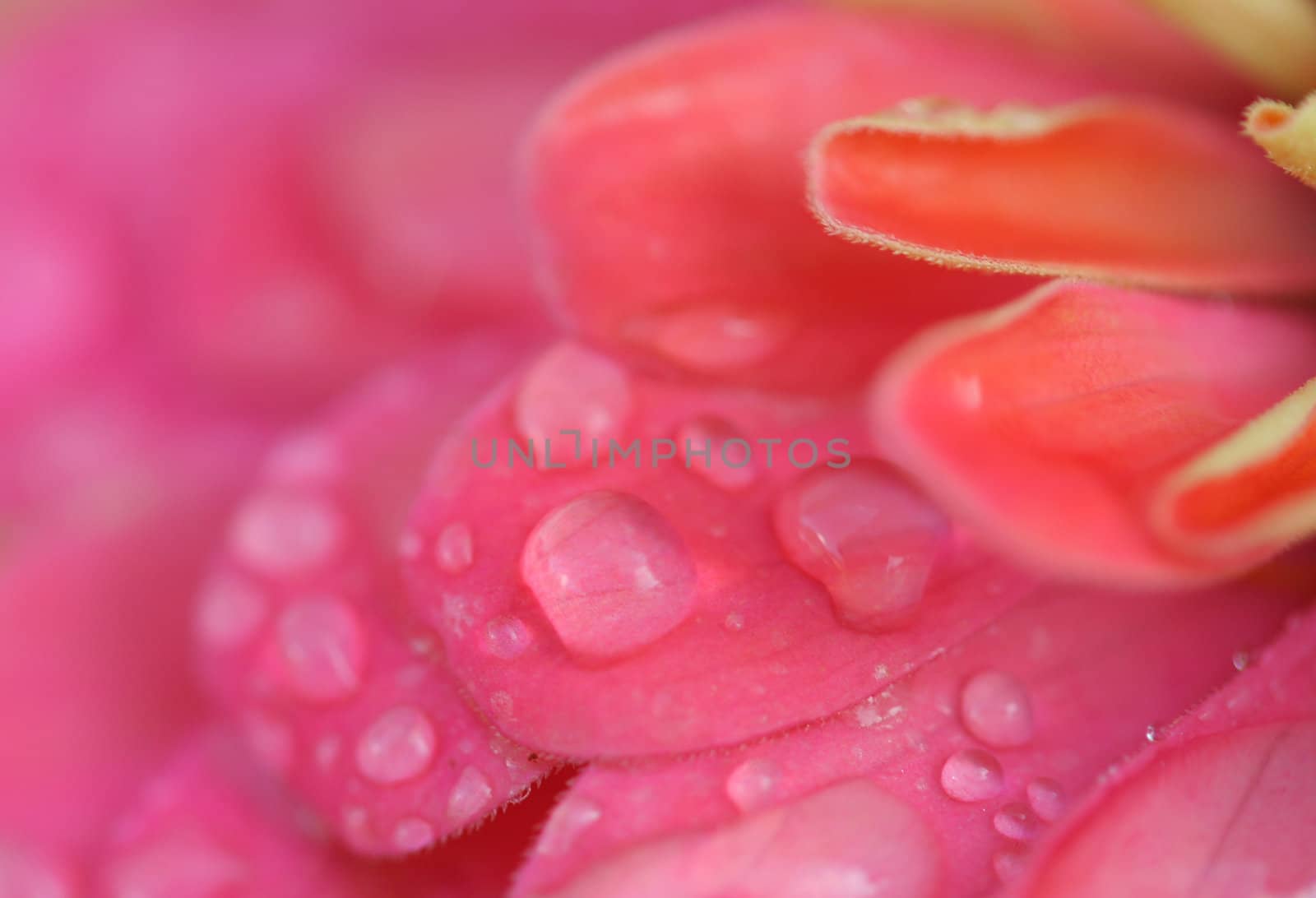 Macro of water drops on pink petals of a Zinnia flower.
