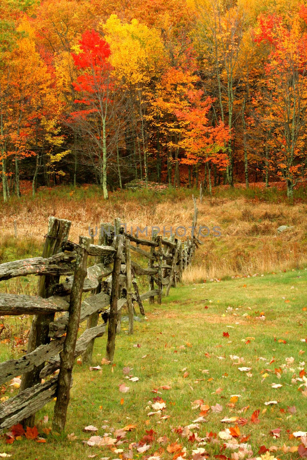 An old wooden fence leading the viewer into the colorfull woods during Autumn.
