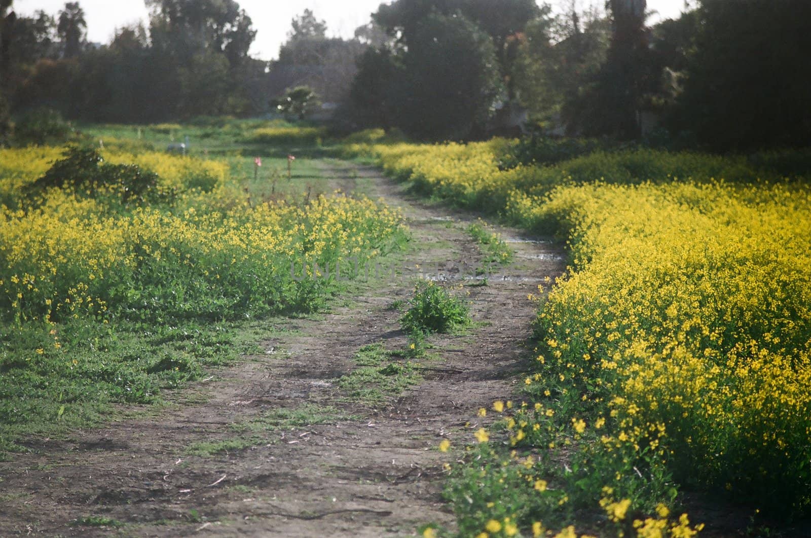 dirt road with wild flowers by photosbyrob