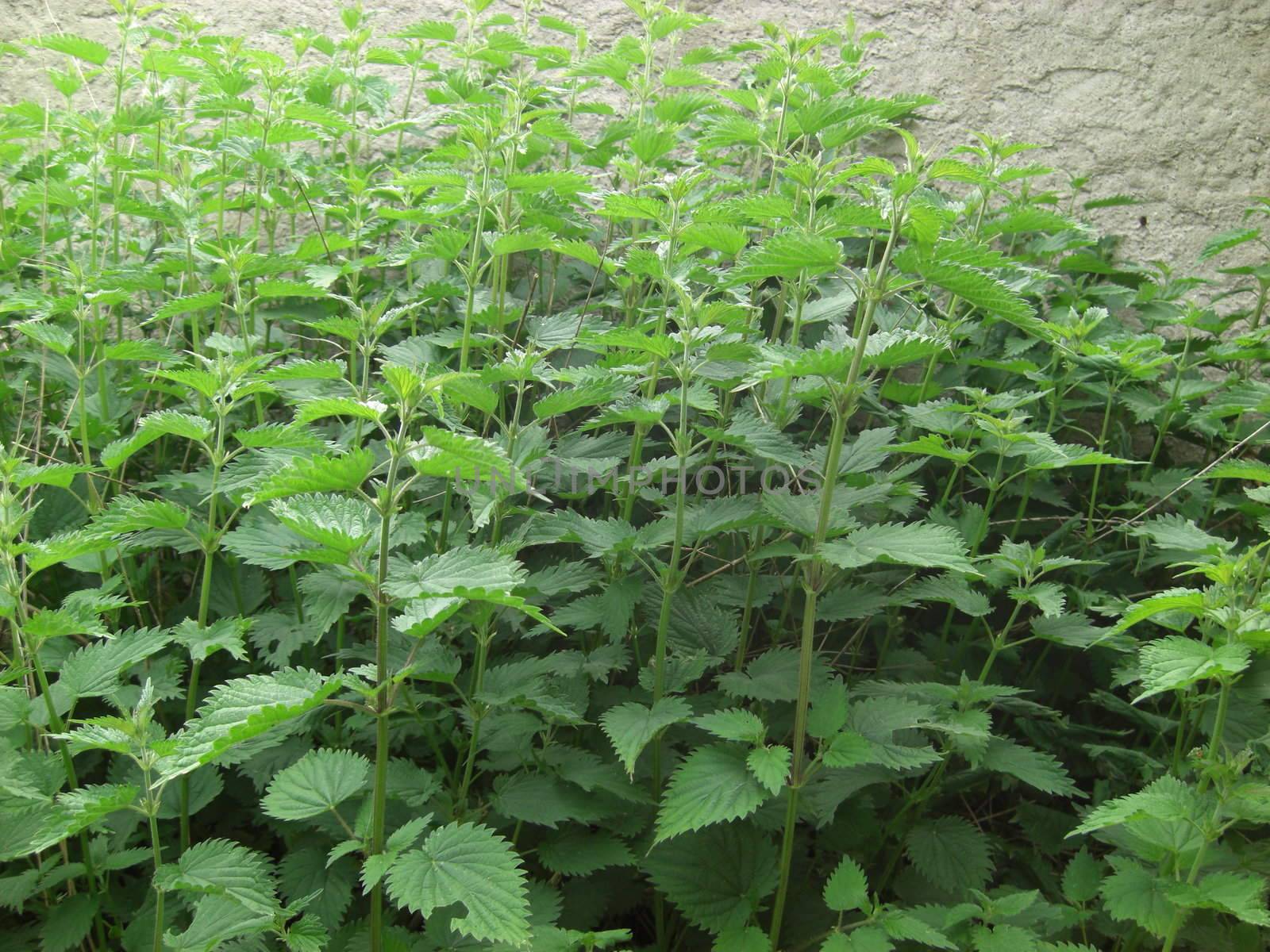 stinging-nettle foliage by Gabriele