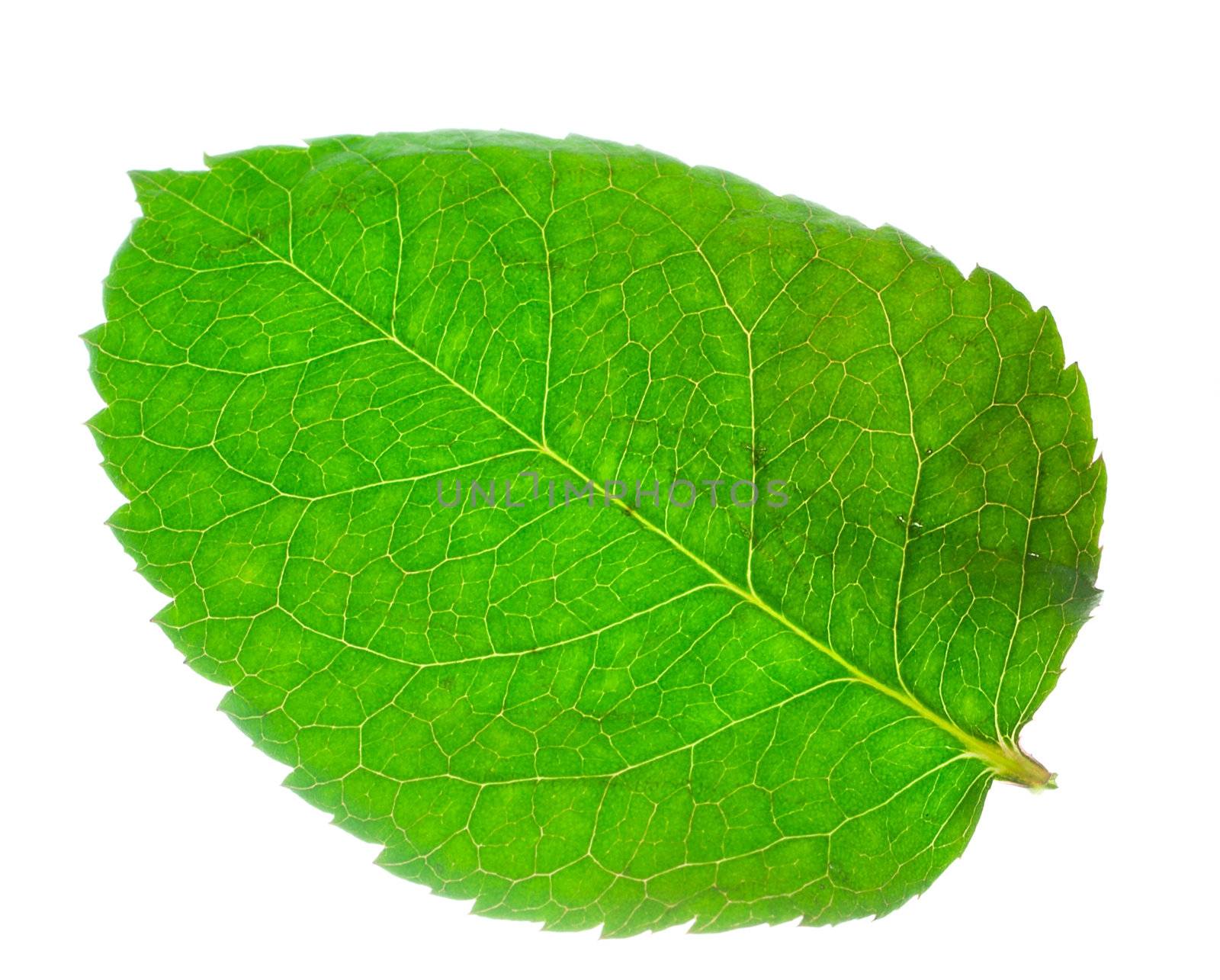 close-up green leaf from rose, isolated on white