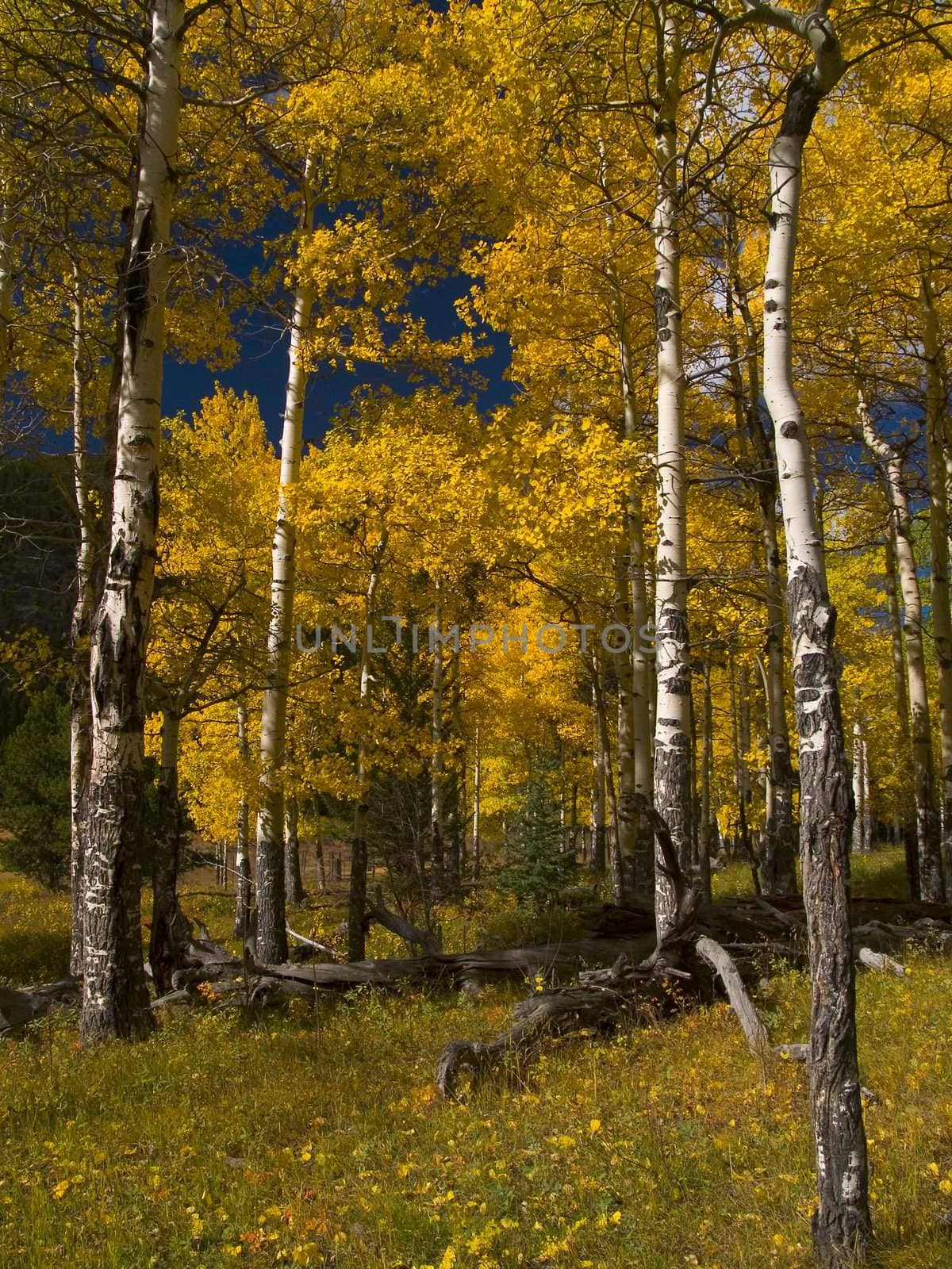 Colorado aspen trees in Rocky Mountain National Park (near the Endovalley picnic area).
