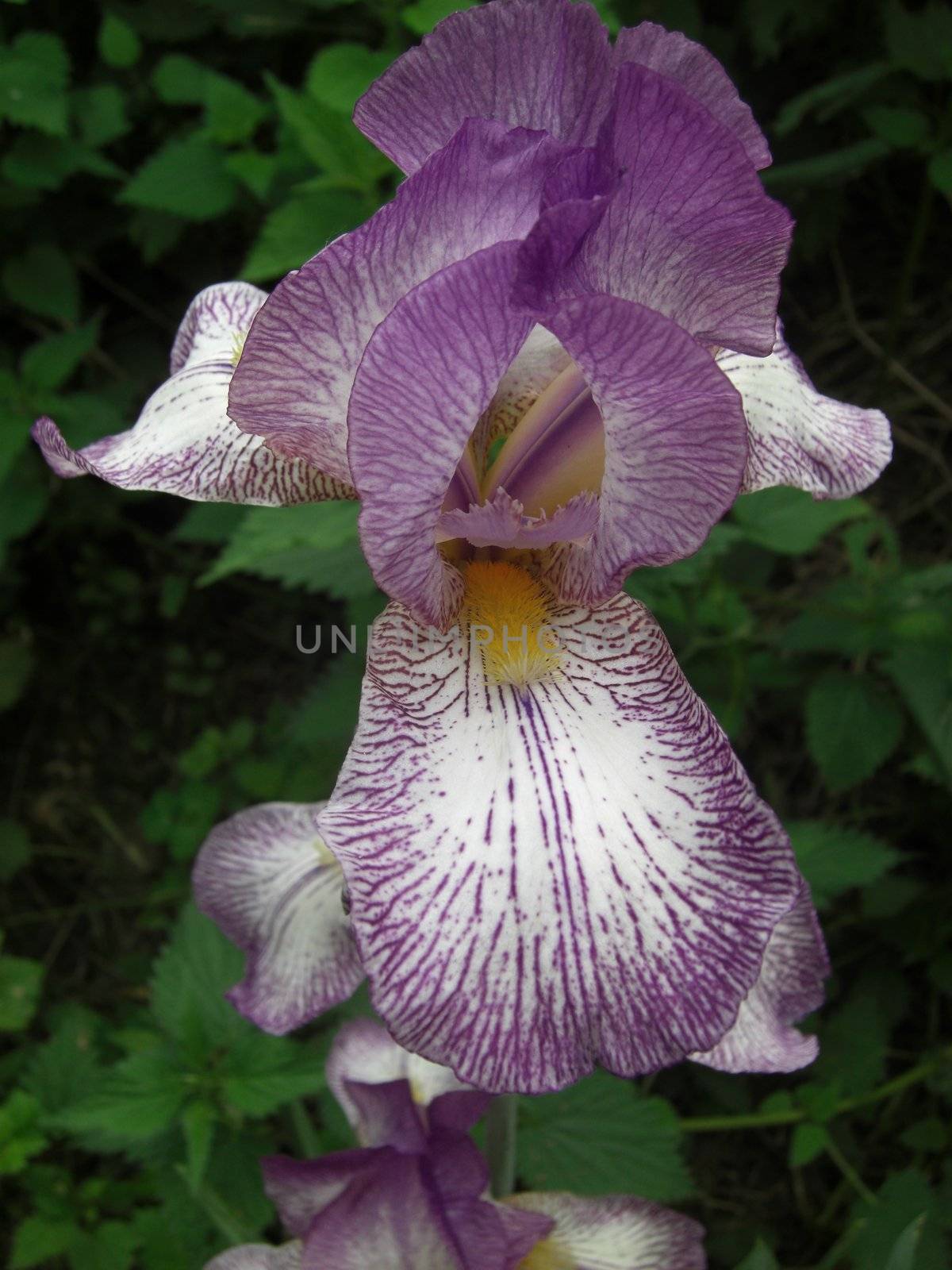 view into the interior of a lily blossom showing its stamenes