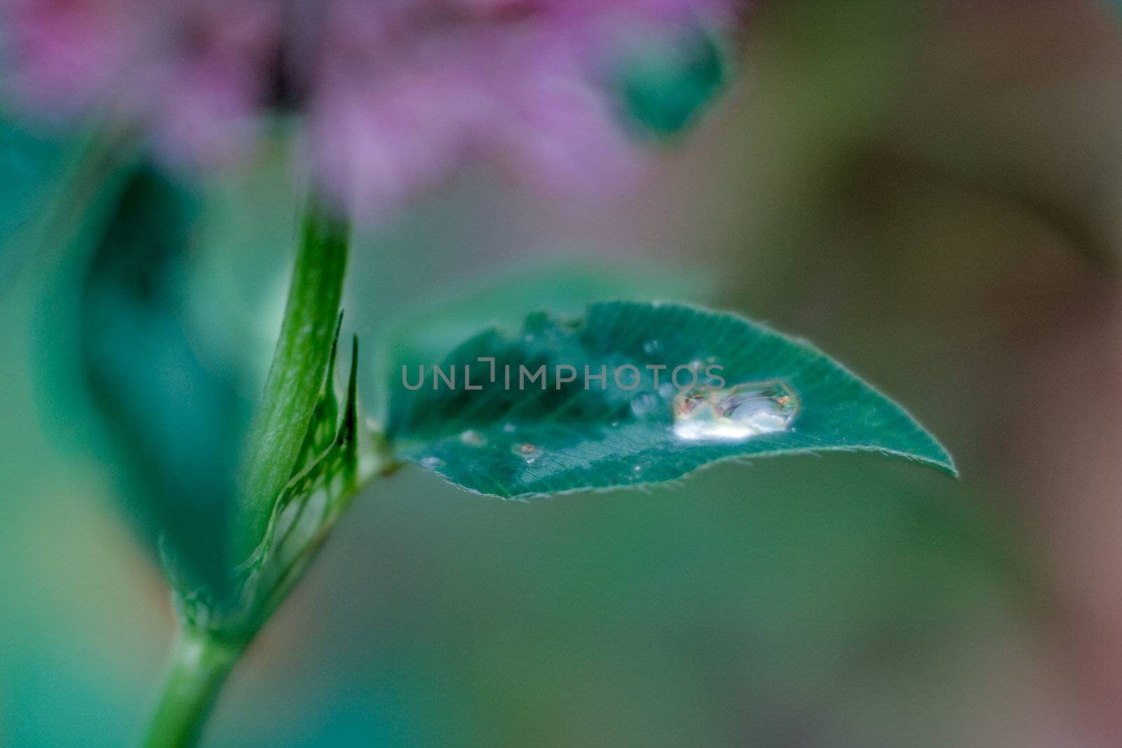 leaf with water drop on nature background