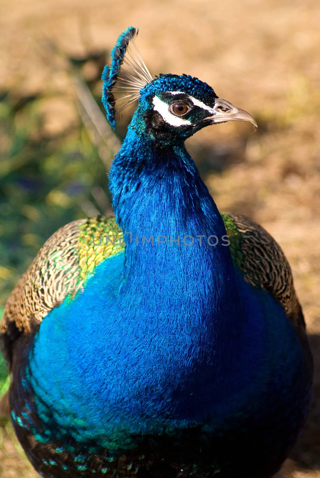 Head of peacock close up with bright blue neck 