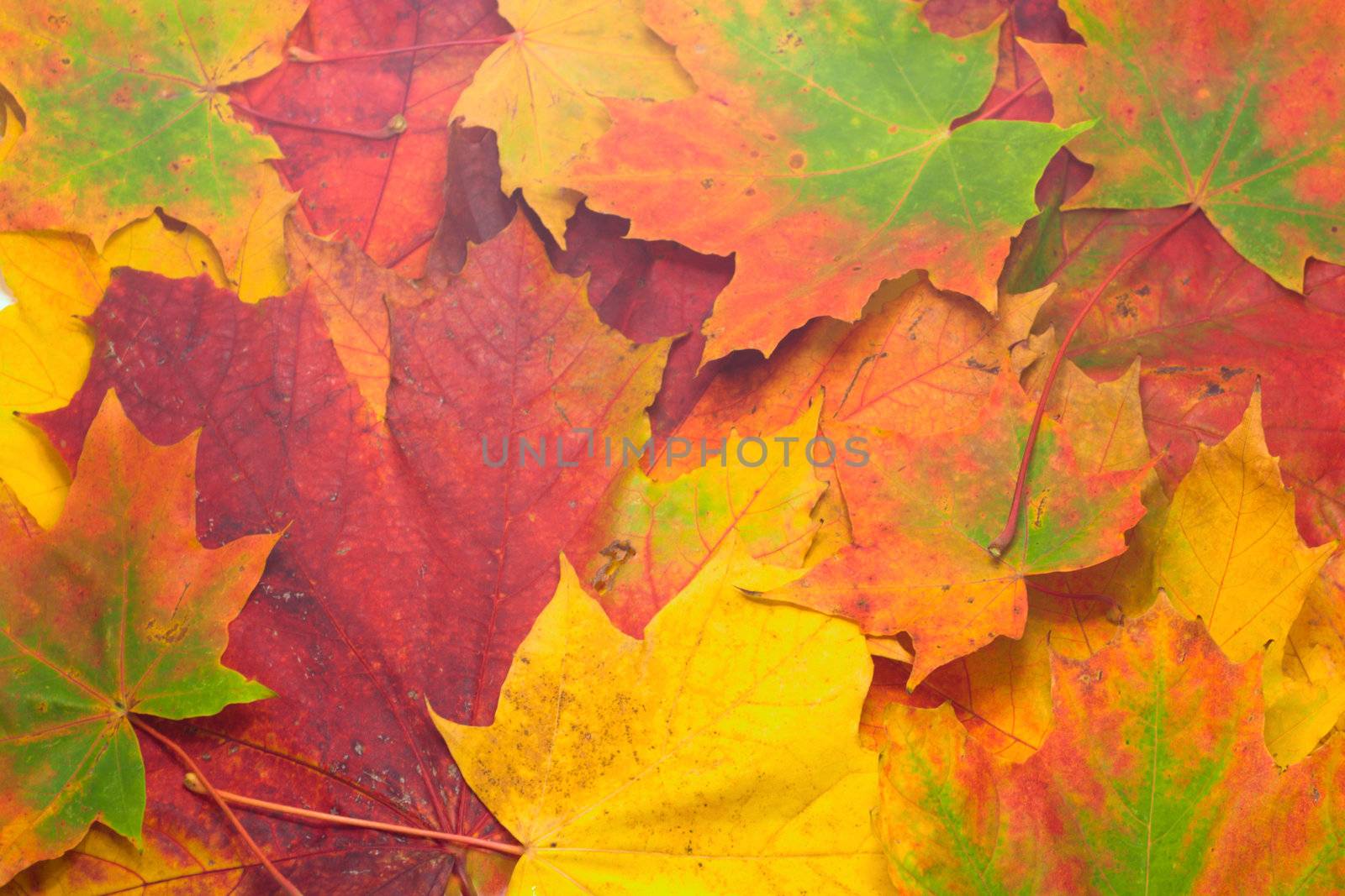 maple leafs background by Alekcey