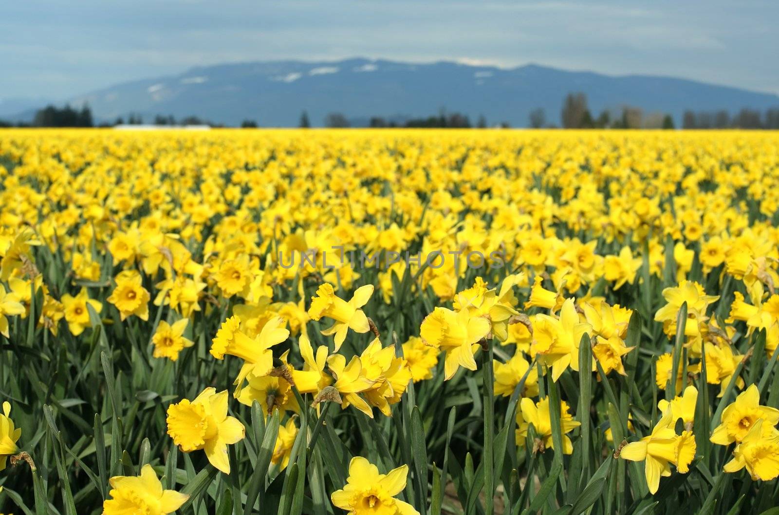 Yellow daffodils field