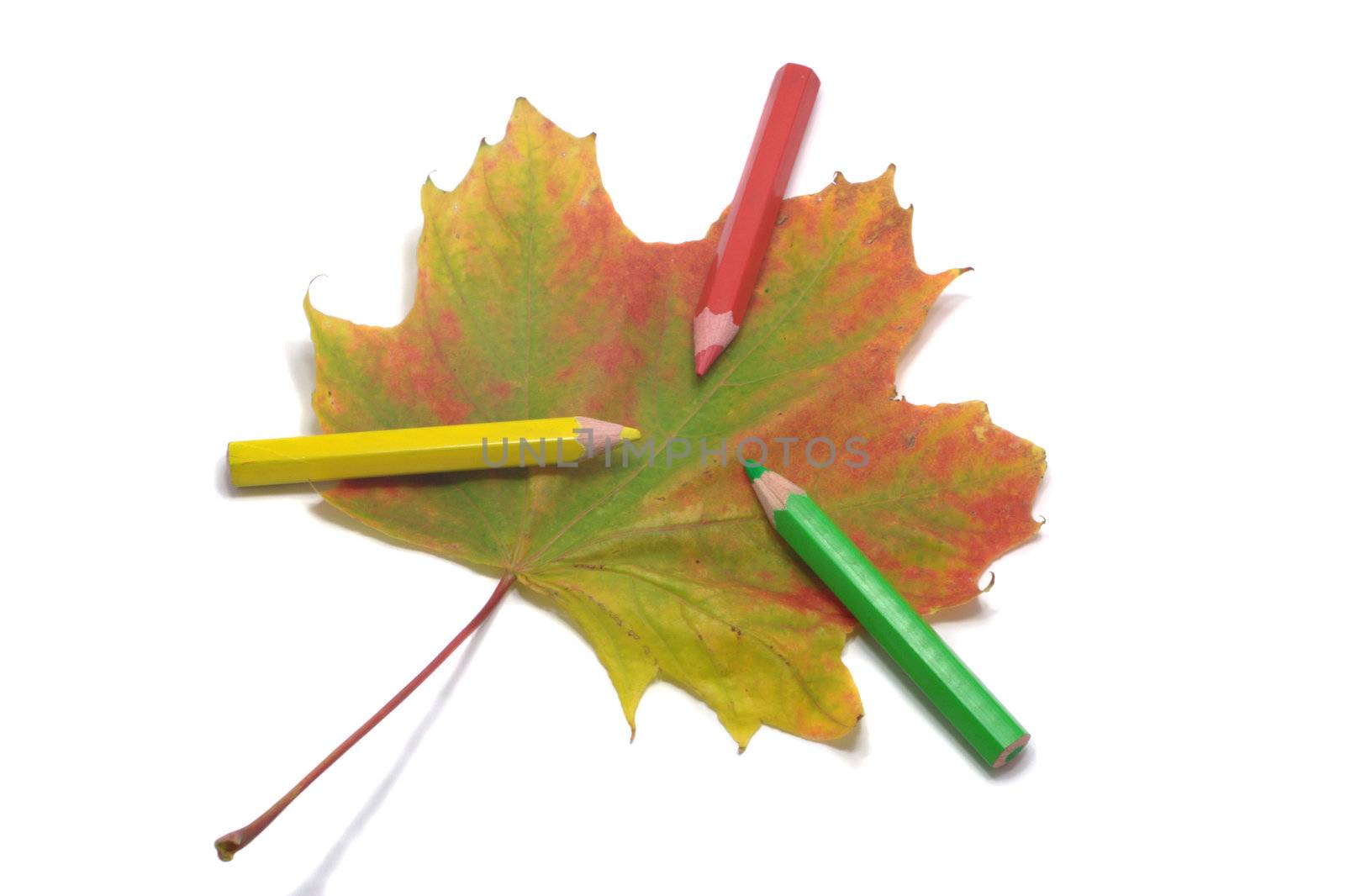 three pencils on multi colored maple leaf