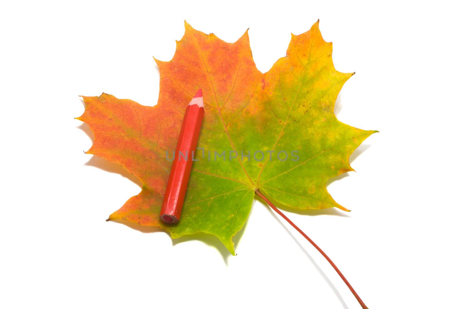 red pencil on red-green maple leaf, paint, isolated on white