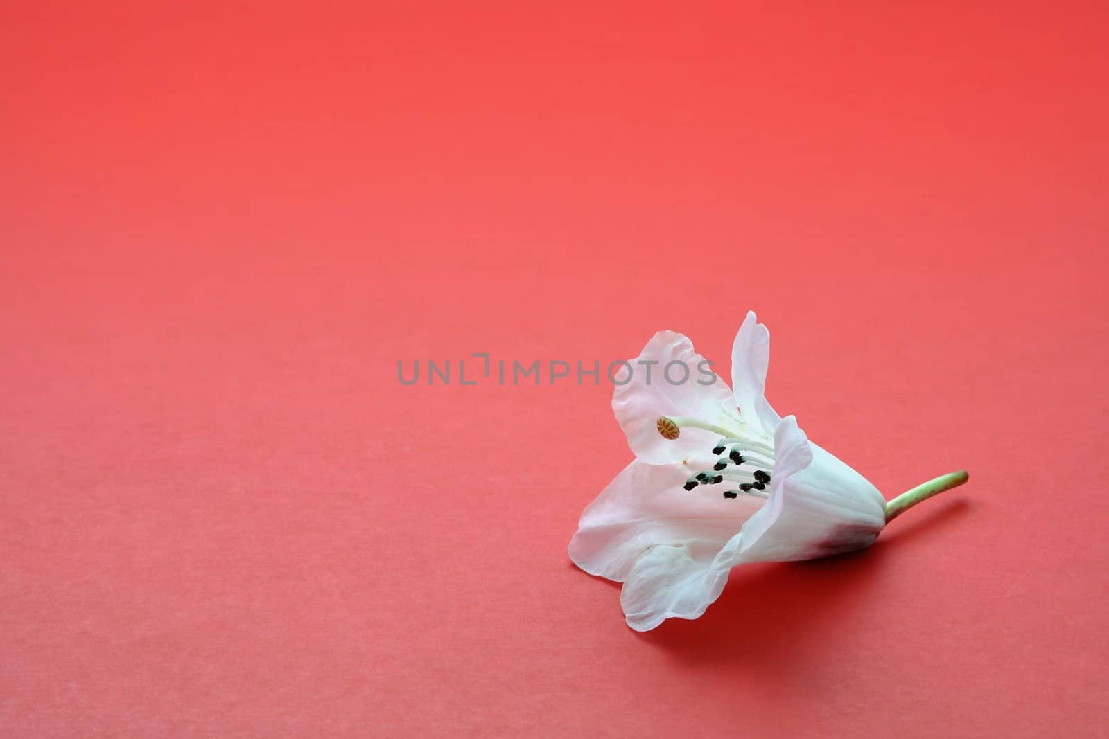 One white flower on red, symbolizes individuality or loneliness