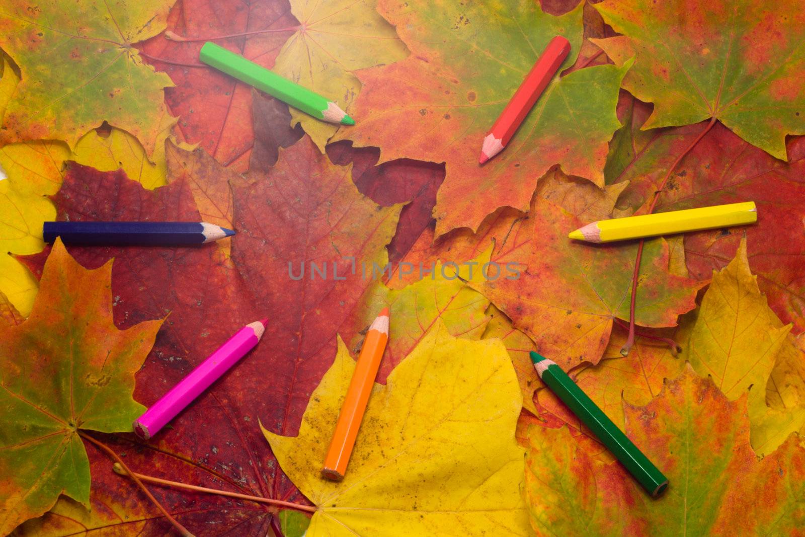multi colored pencils on autumn maple leafs background