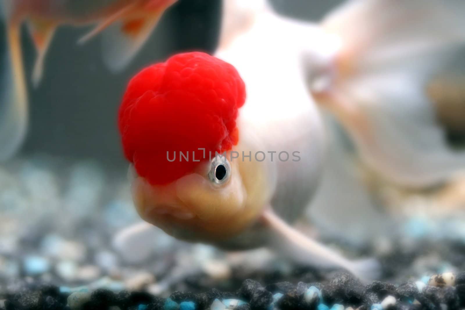 Red cap oranda goldfish, close-up
