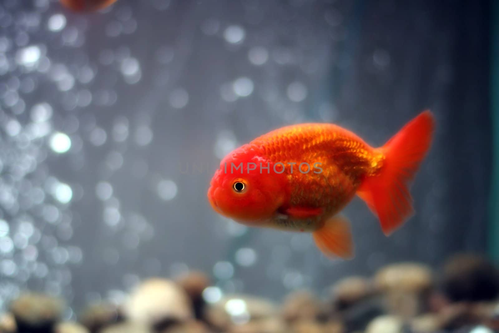 Lion head goldfish close up