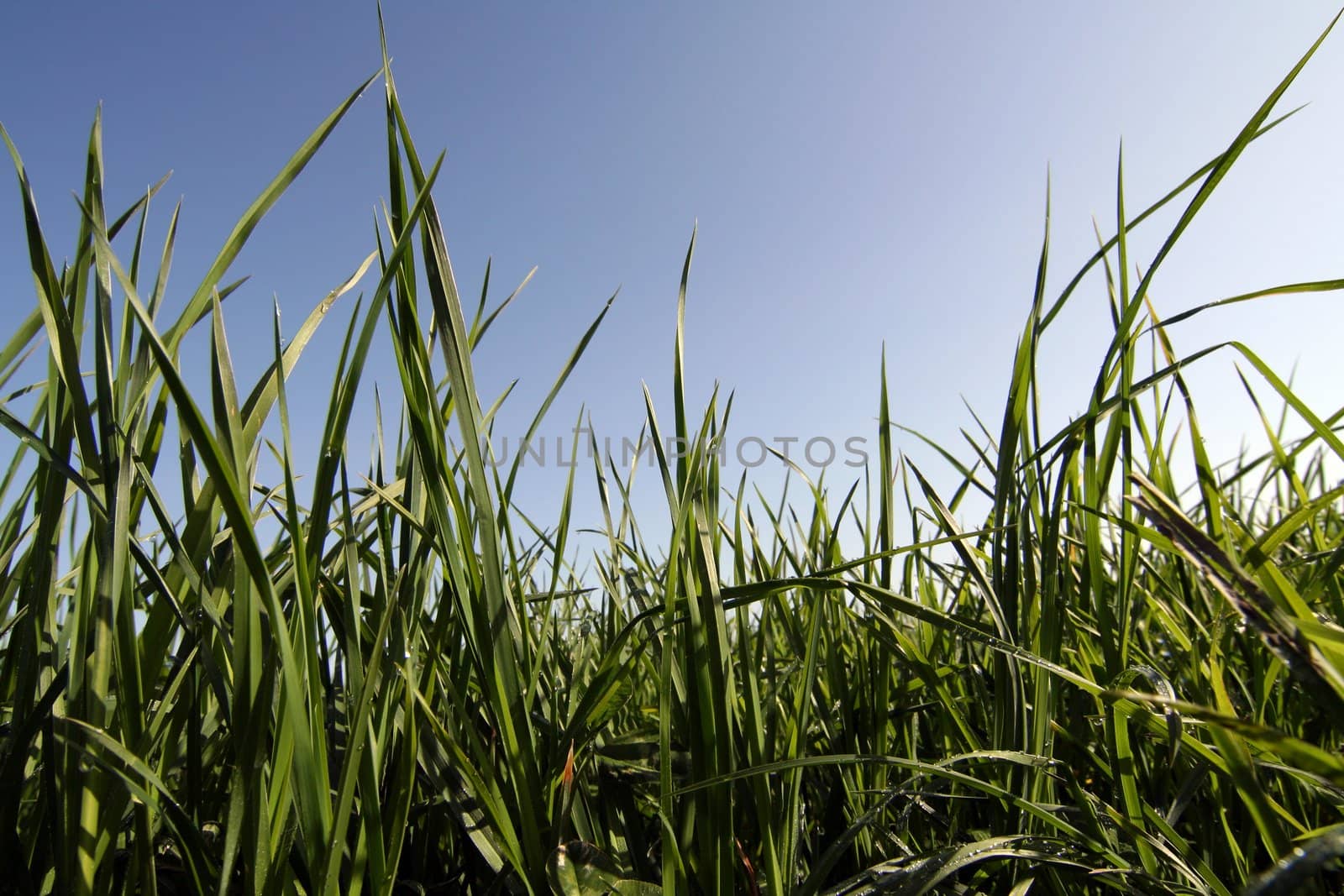 Close up grass