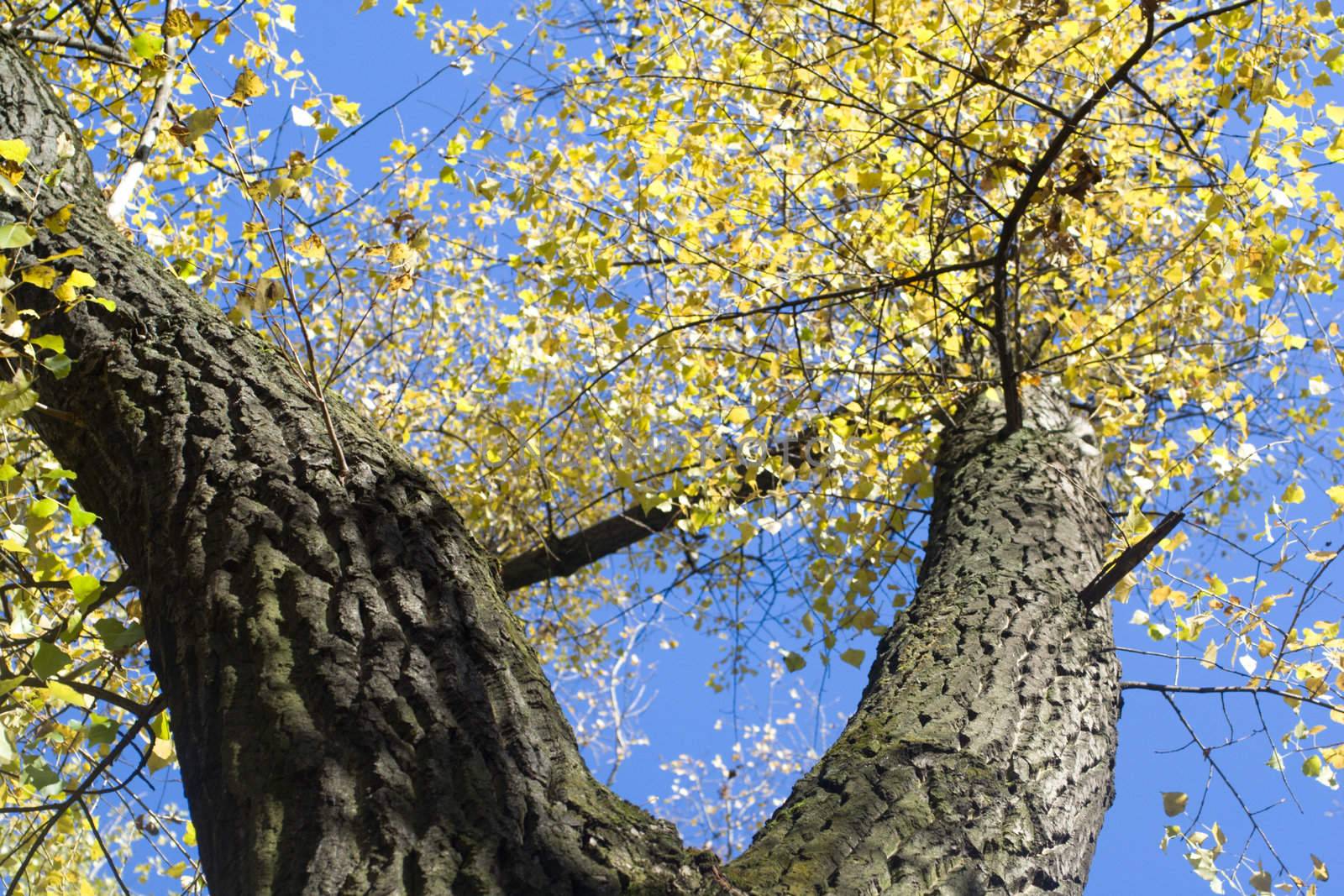 Poplar stem against a blue sky background, in fall