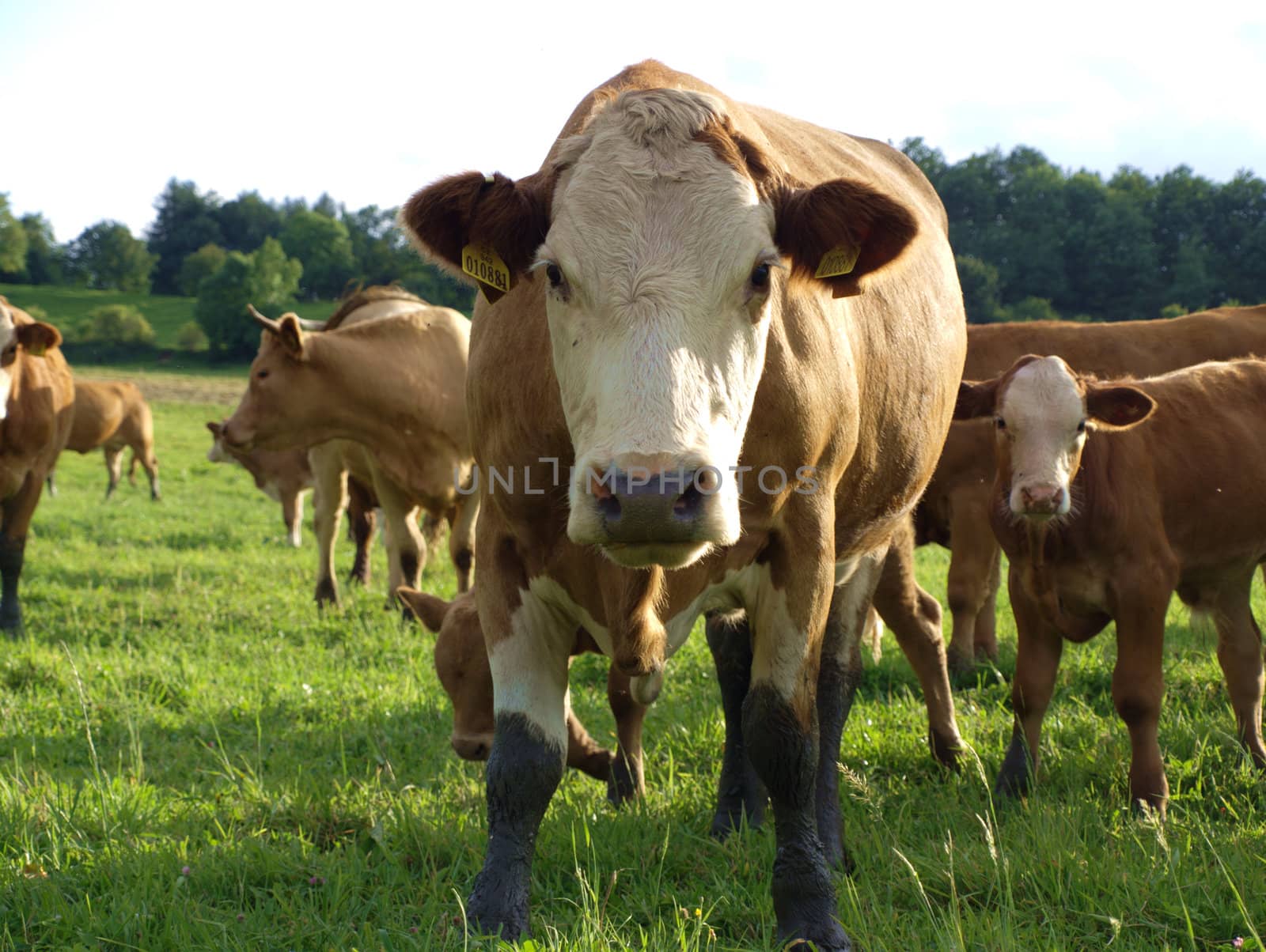 the curiosity of young bulls by renales