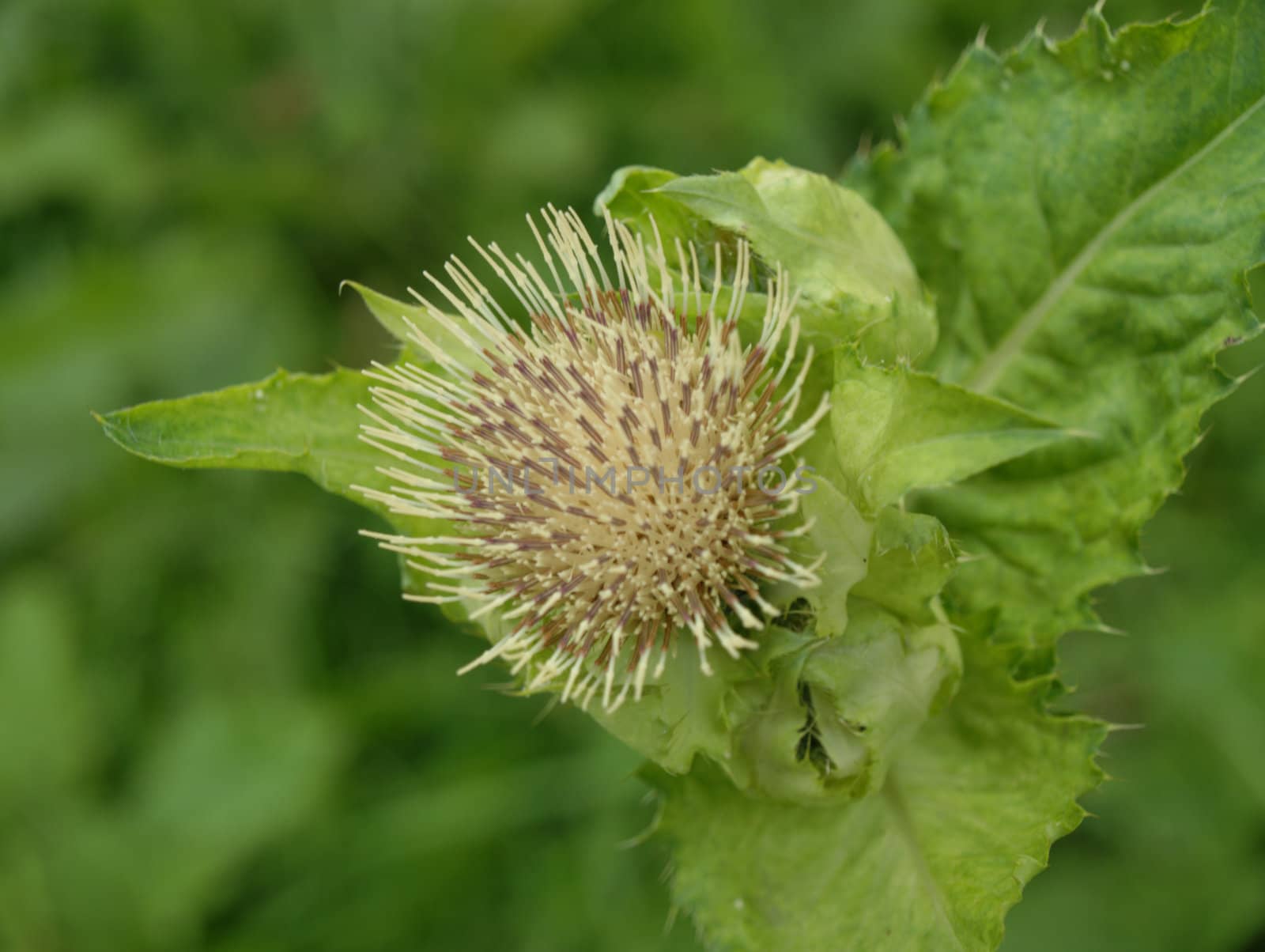 Cirsium oleraceum - green thistle