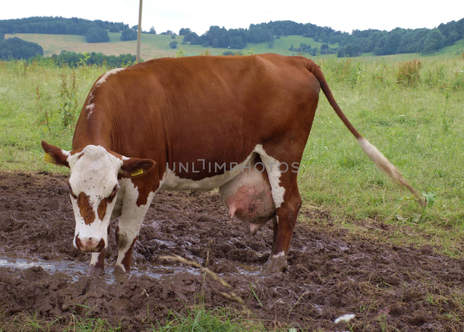 the cow with very big dug