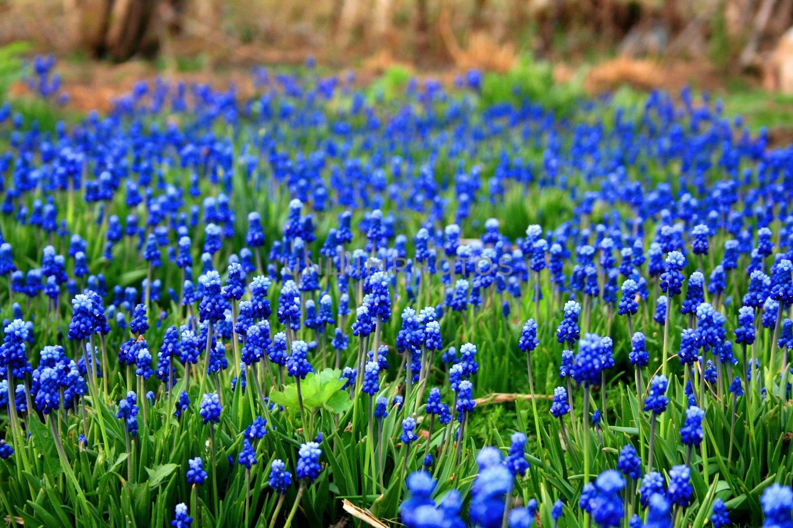 This is a field of beautiful blue flowers
